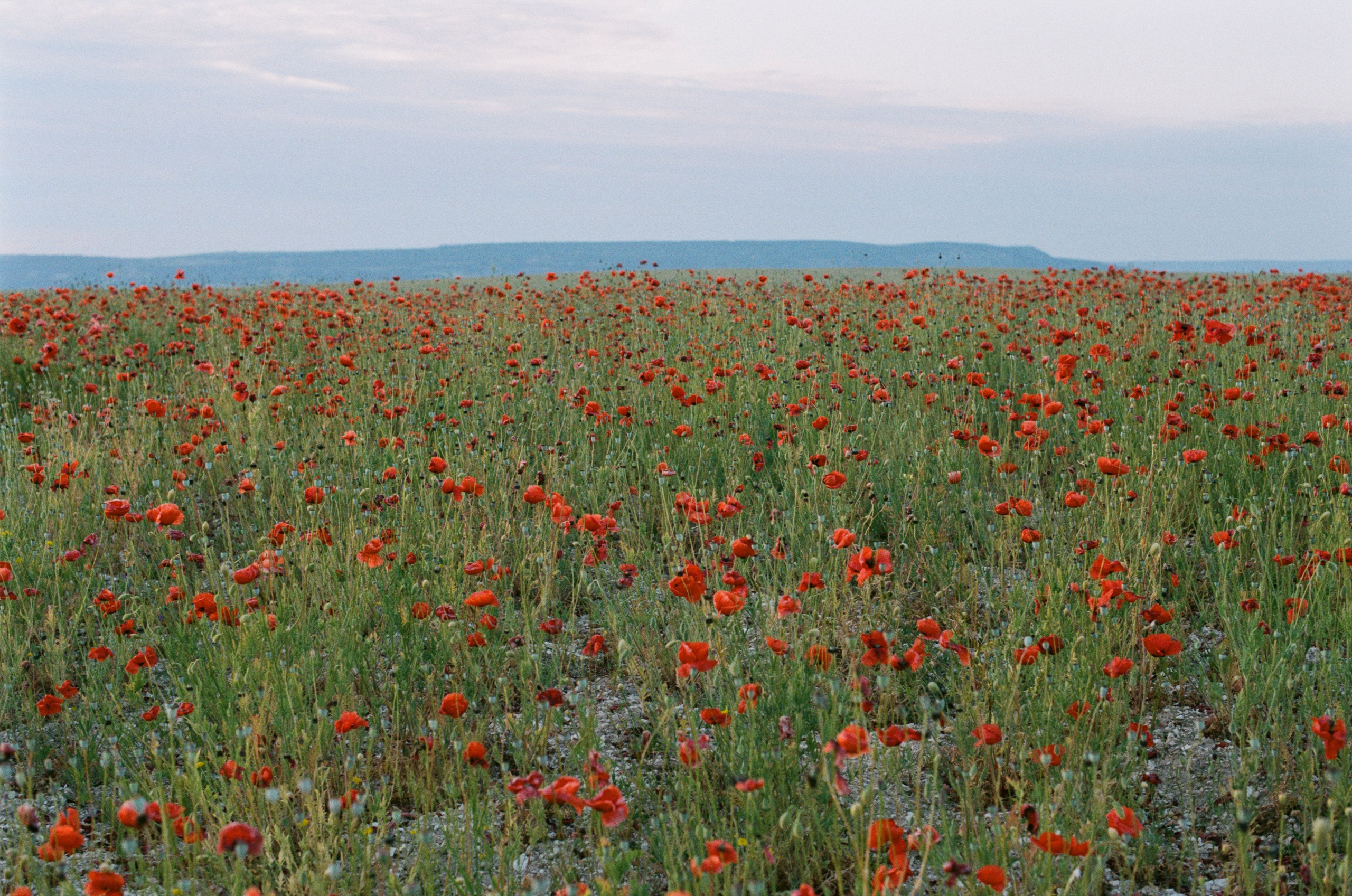 The drugs don't work // ukraine, crimea V. EVER EXPOSED