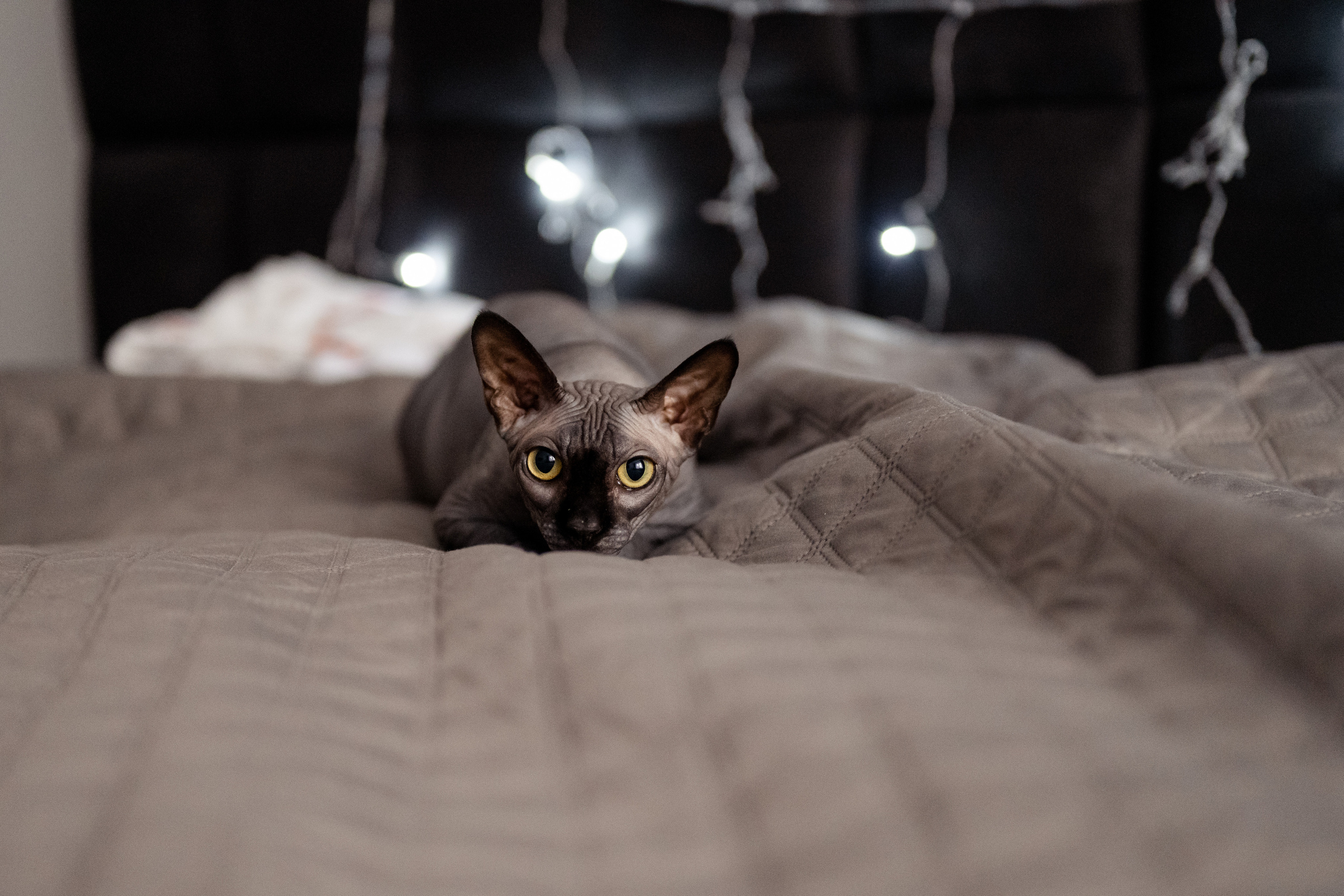 Домашняя фотосессия. Лера, Антон и Марк. Свадебный и семейный фотограф в СПб Валерия Фомичева