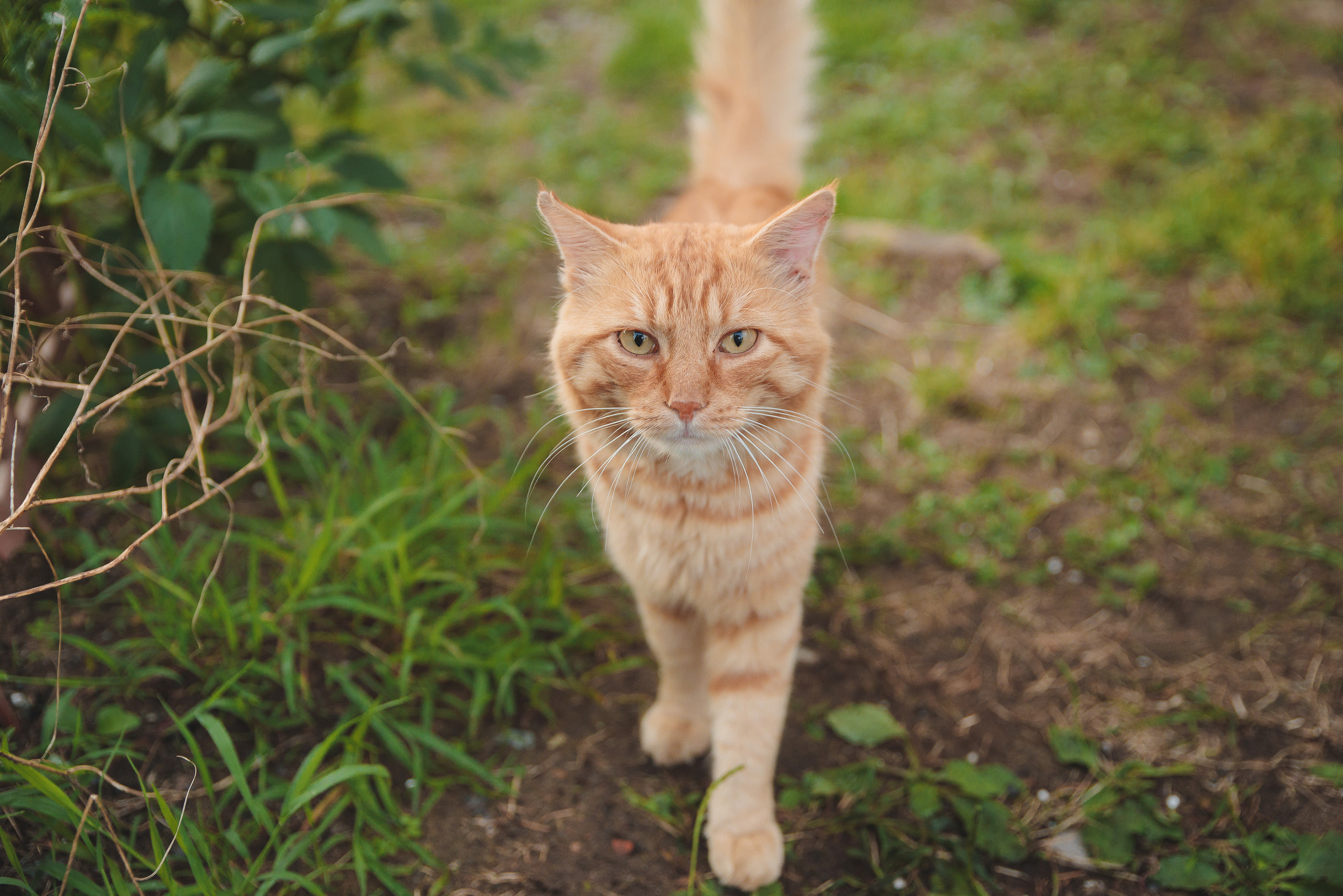 День рождения Виктории. Сайт фотографа Марина Ефанова