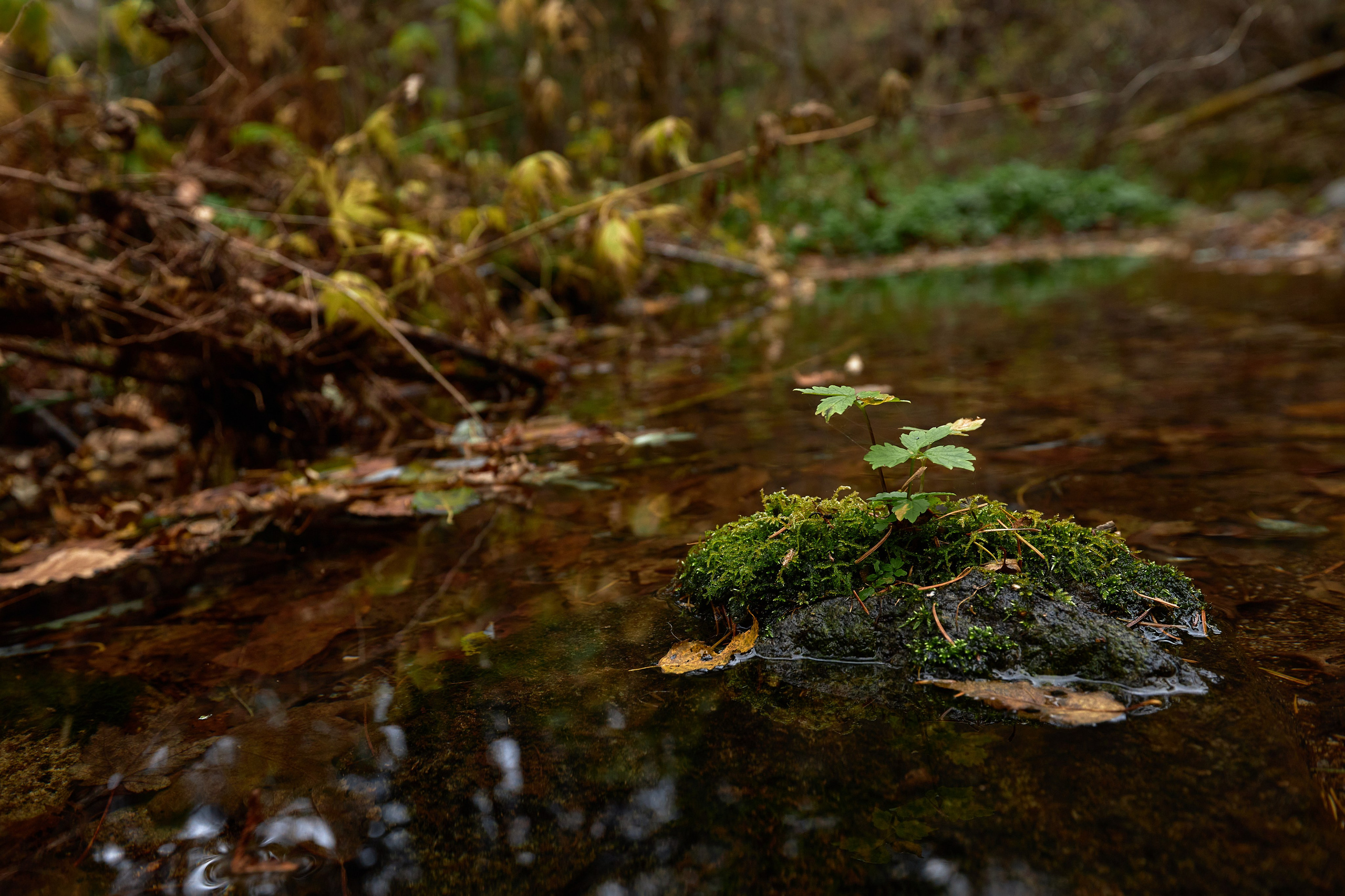 Пейзаж. Репортажный Фотограф во Владивостоке и России Осипчук Дмитрий