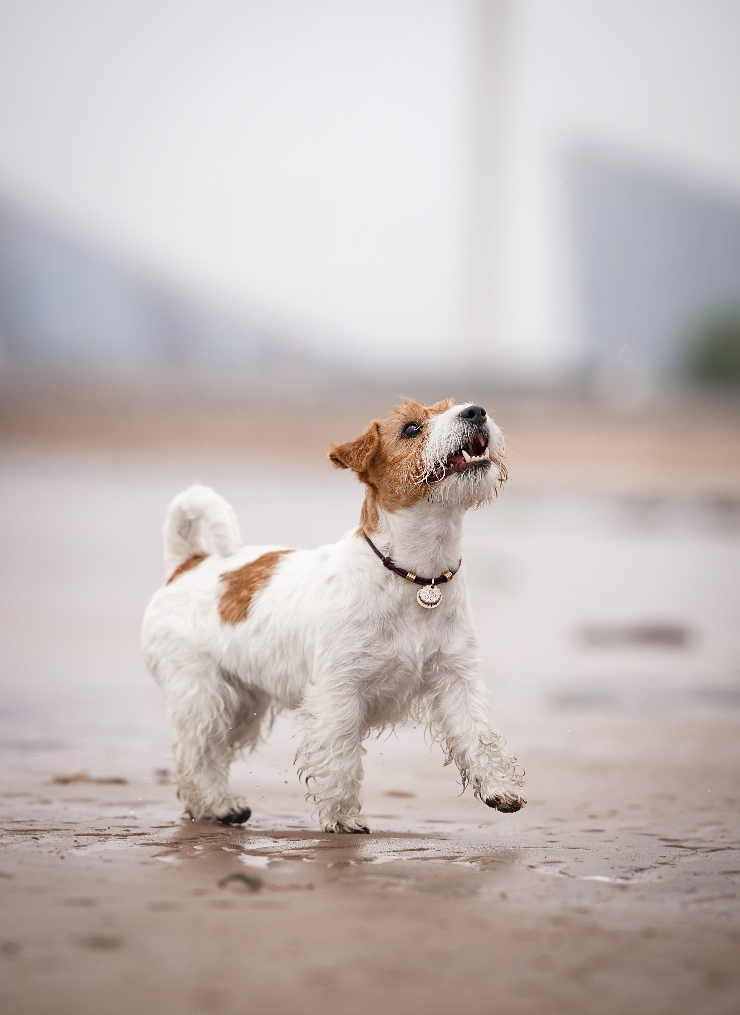 Люба и Тося. Фотограф-анималист в Санкт-Петербурге Яна Мартынова