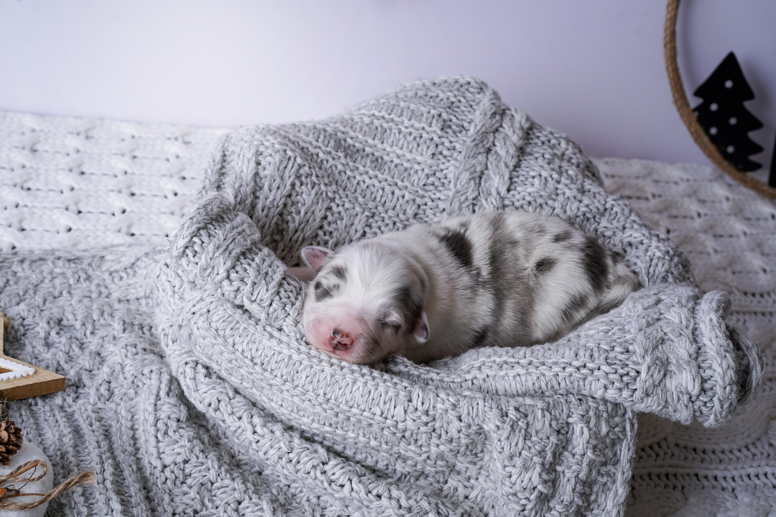 Щенки австралийской овчарки. Фотограф-анималист в Санкт-Петербурге Яна Мартынова