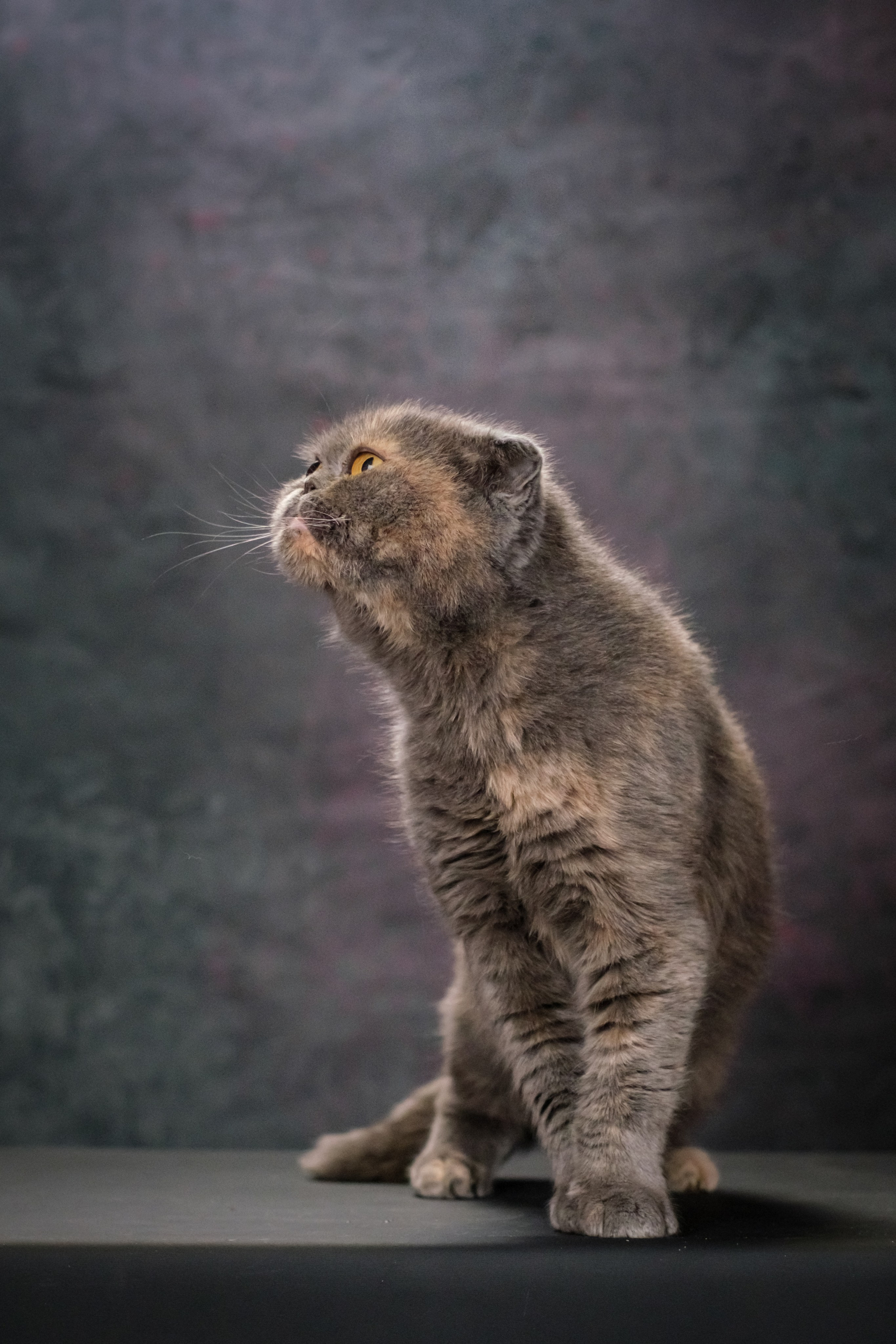 Котики Мурмурии). Зоофотограф, фотограф животных в Москве и области Дина Дамоцева