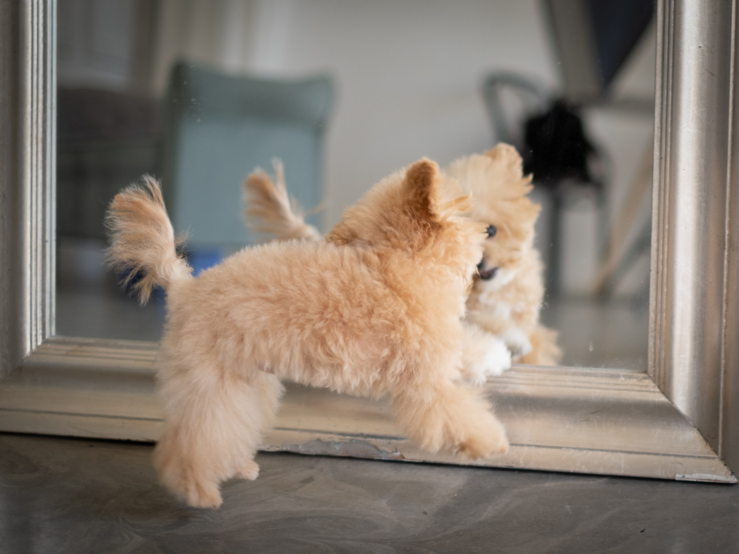 Весёлые пудель и мальтипу для Романа!. Зоофотограф, фотограф животных в Москве и области Дина Дамоцева
