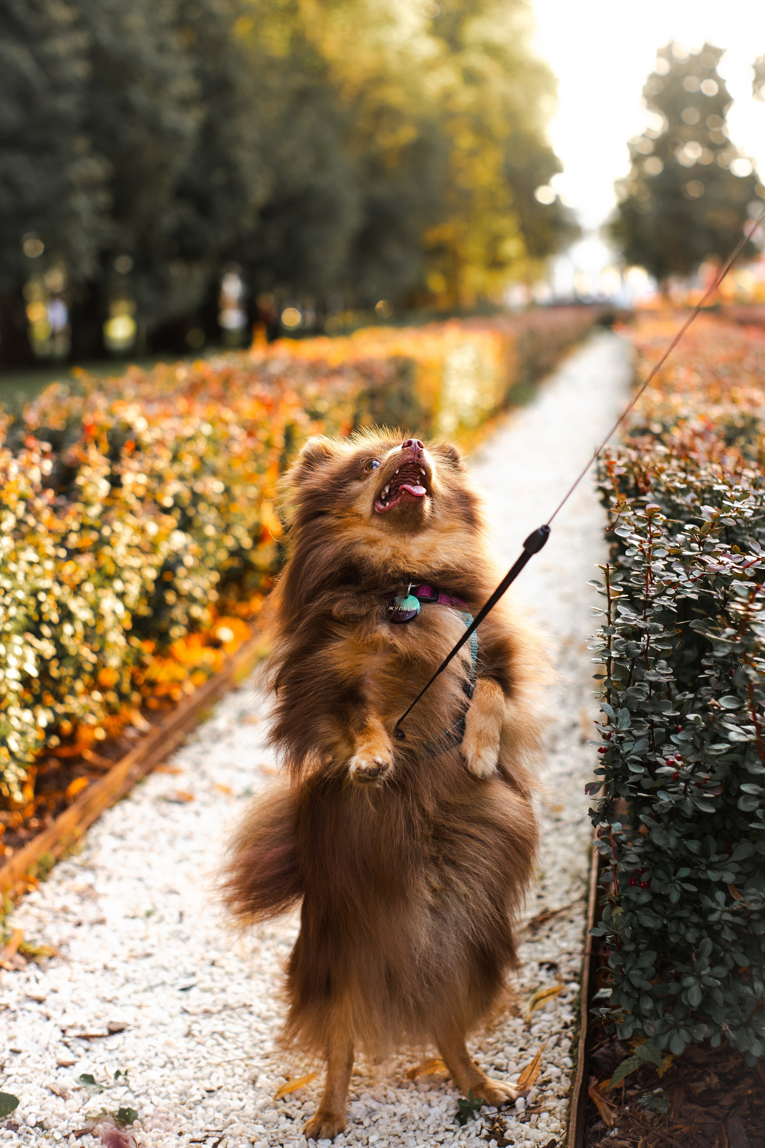 Настя и Жульен. Фотограф-анималист Мария Баркевич | Москва