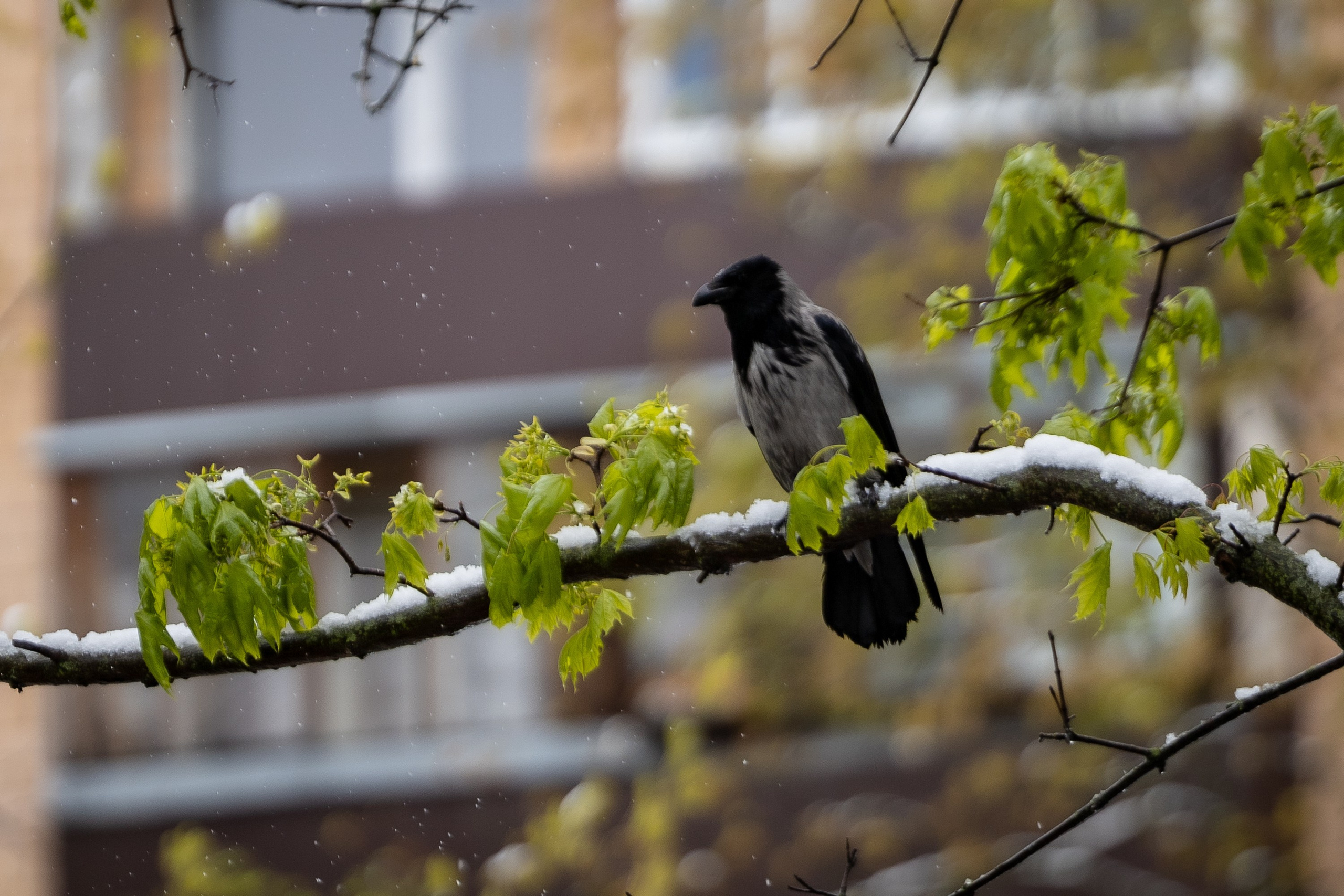 Птицы. Фотограф Владимир Охрименко