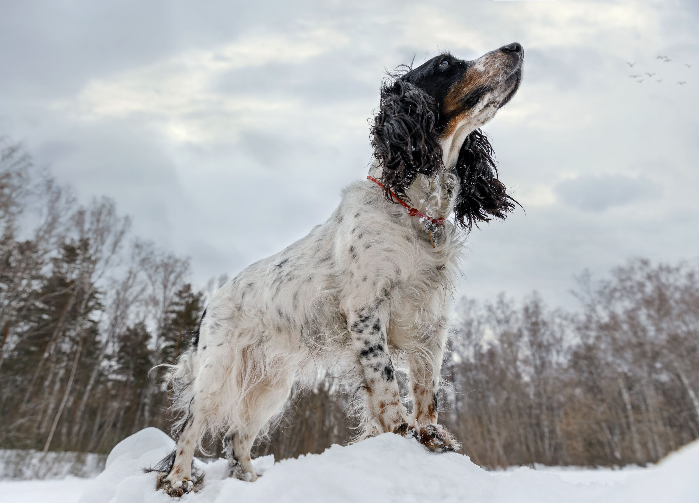 Фотографии собак  в Новосибирске. Фотограф в Новосибирске
