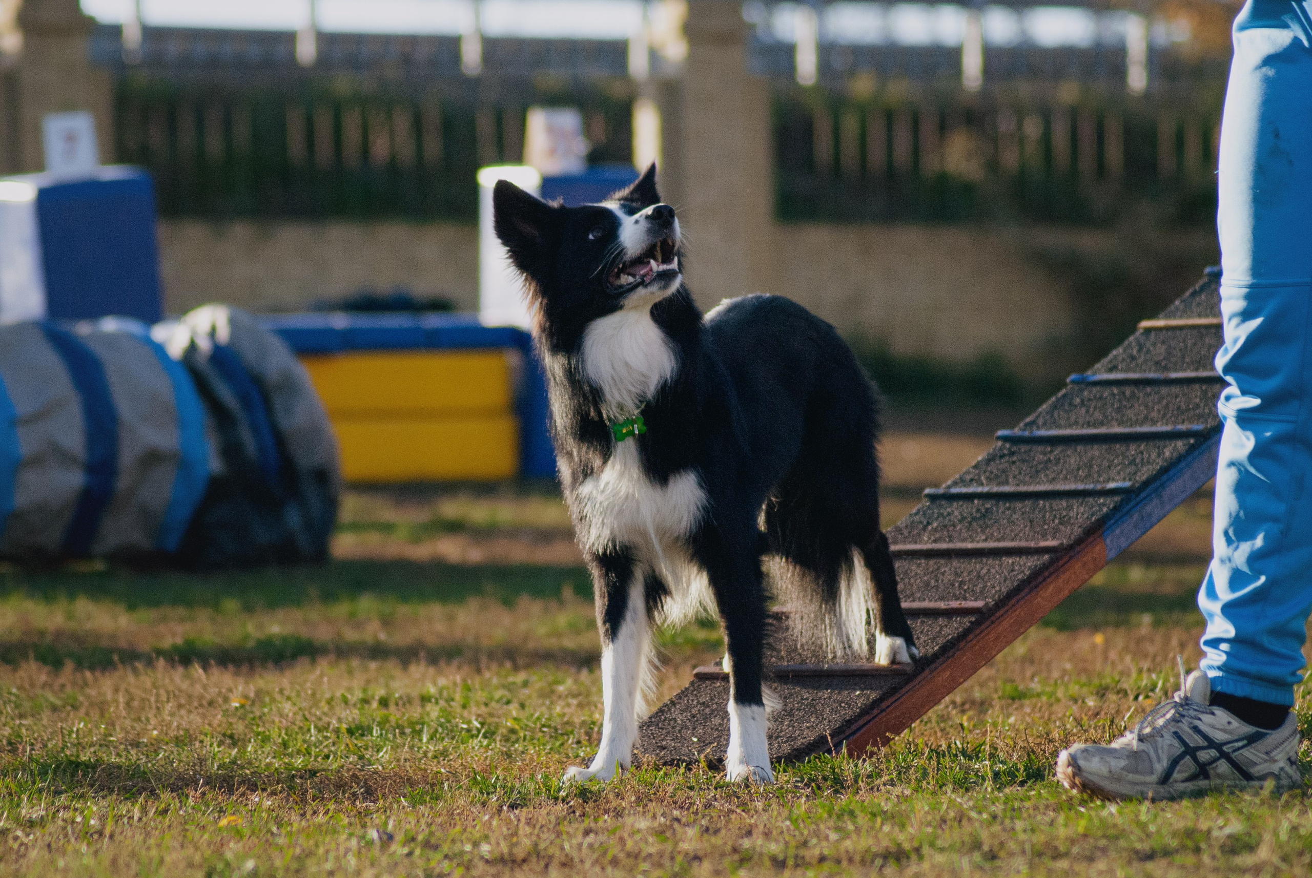 Аджилити. Фотограф в Тюмени Лизавета Сапицкая
