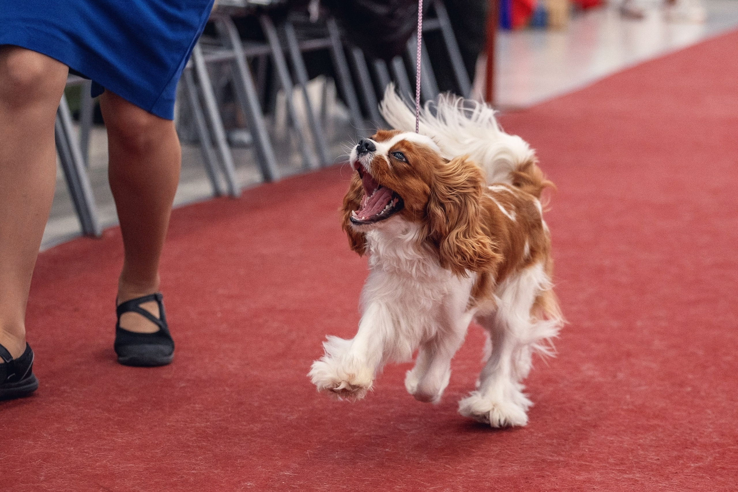 20.01. 2024 Тюмень. YULA KOLESOVA | Фотограф — Анималист | Художник | Тюмень