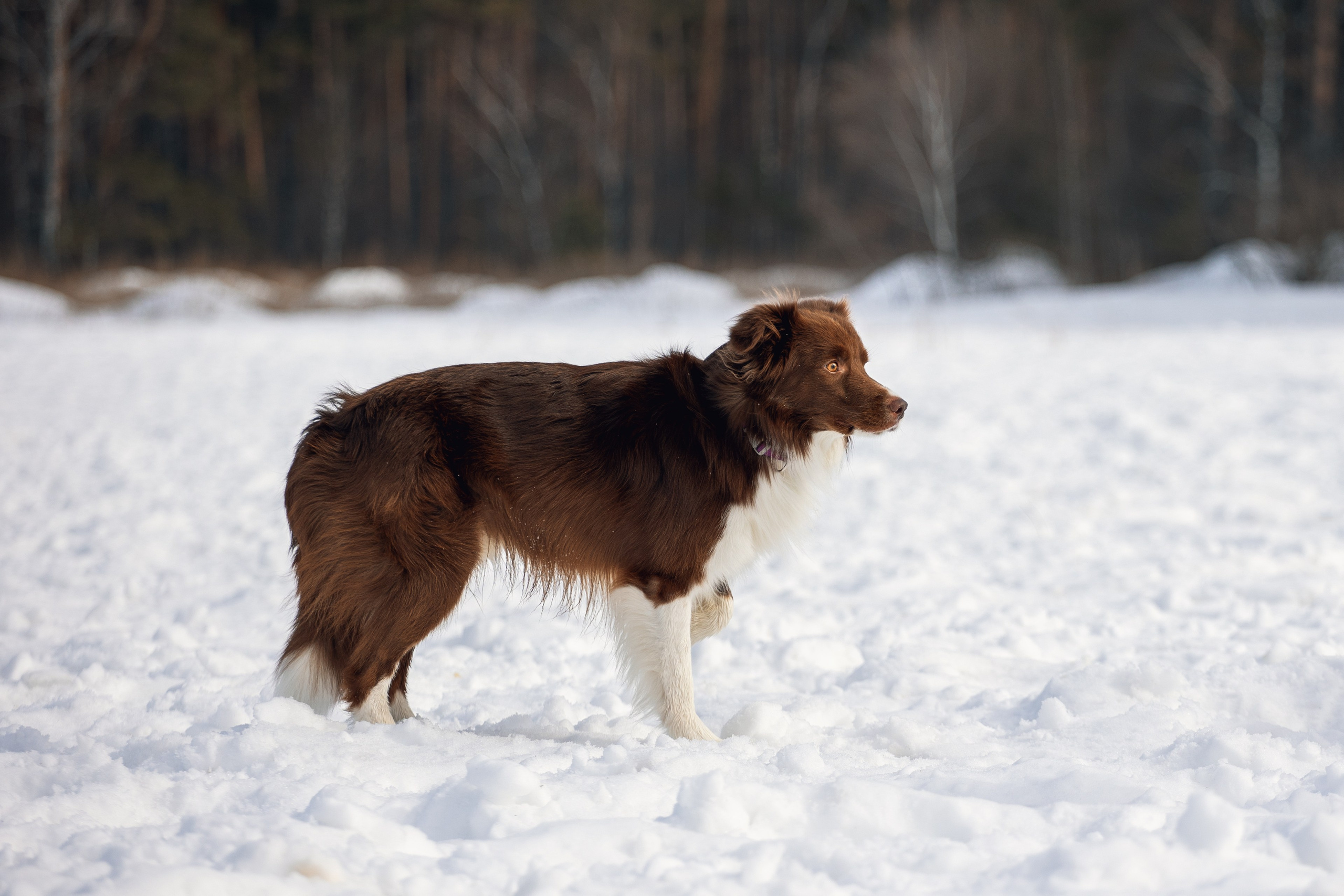 В погоне за снежком…. YULA KOLESOVA | Фотограф — Анималист | Художник | Тюмень