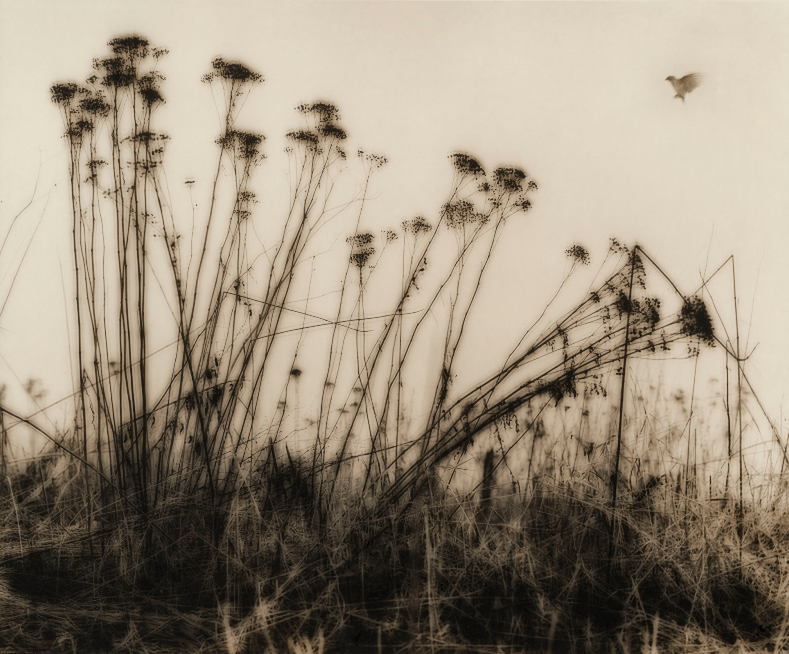 Sepia. Gueorgui Pinkhassov