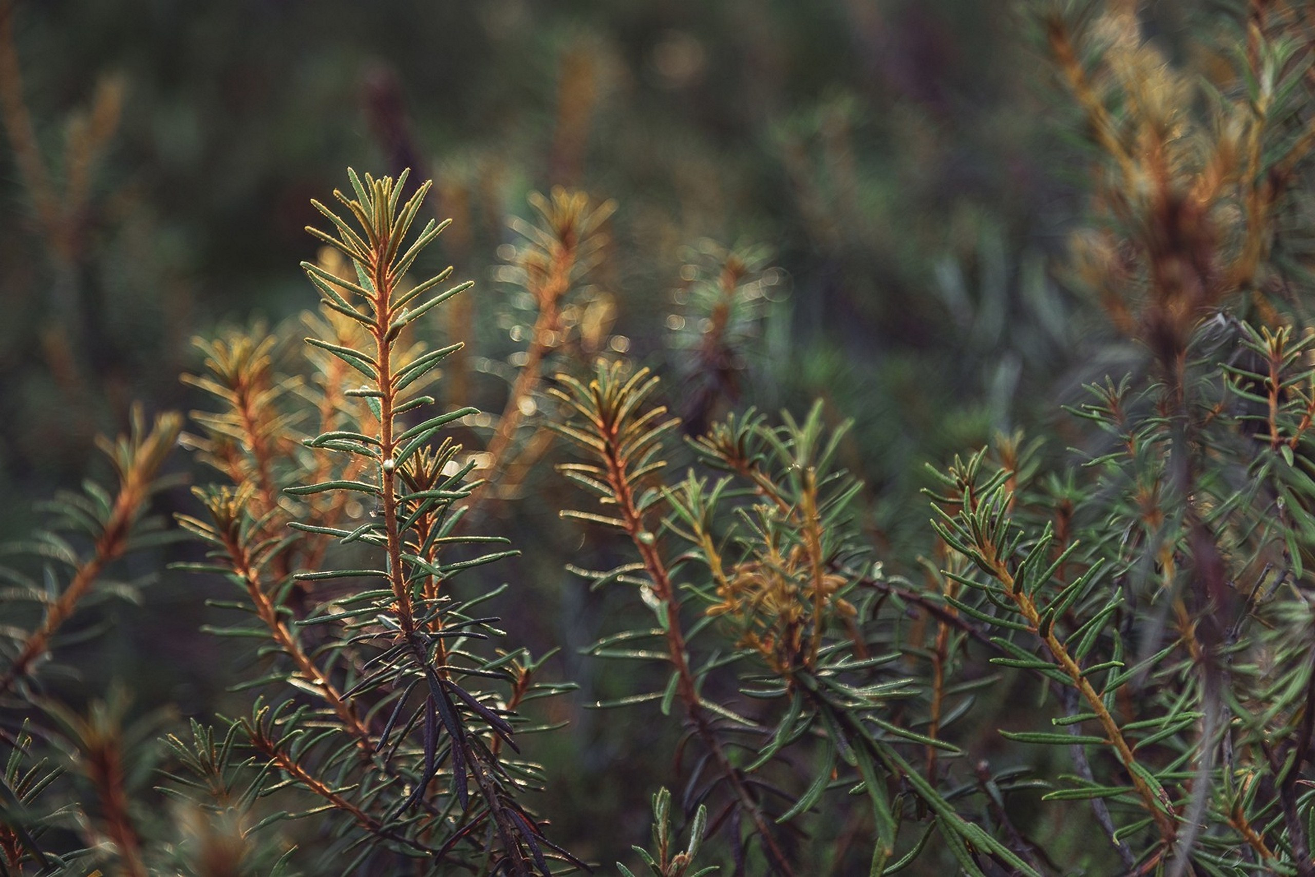 Карельский Перешеек. Фотограф Владимир Медведев