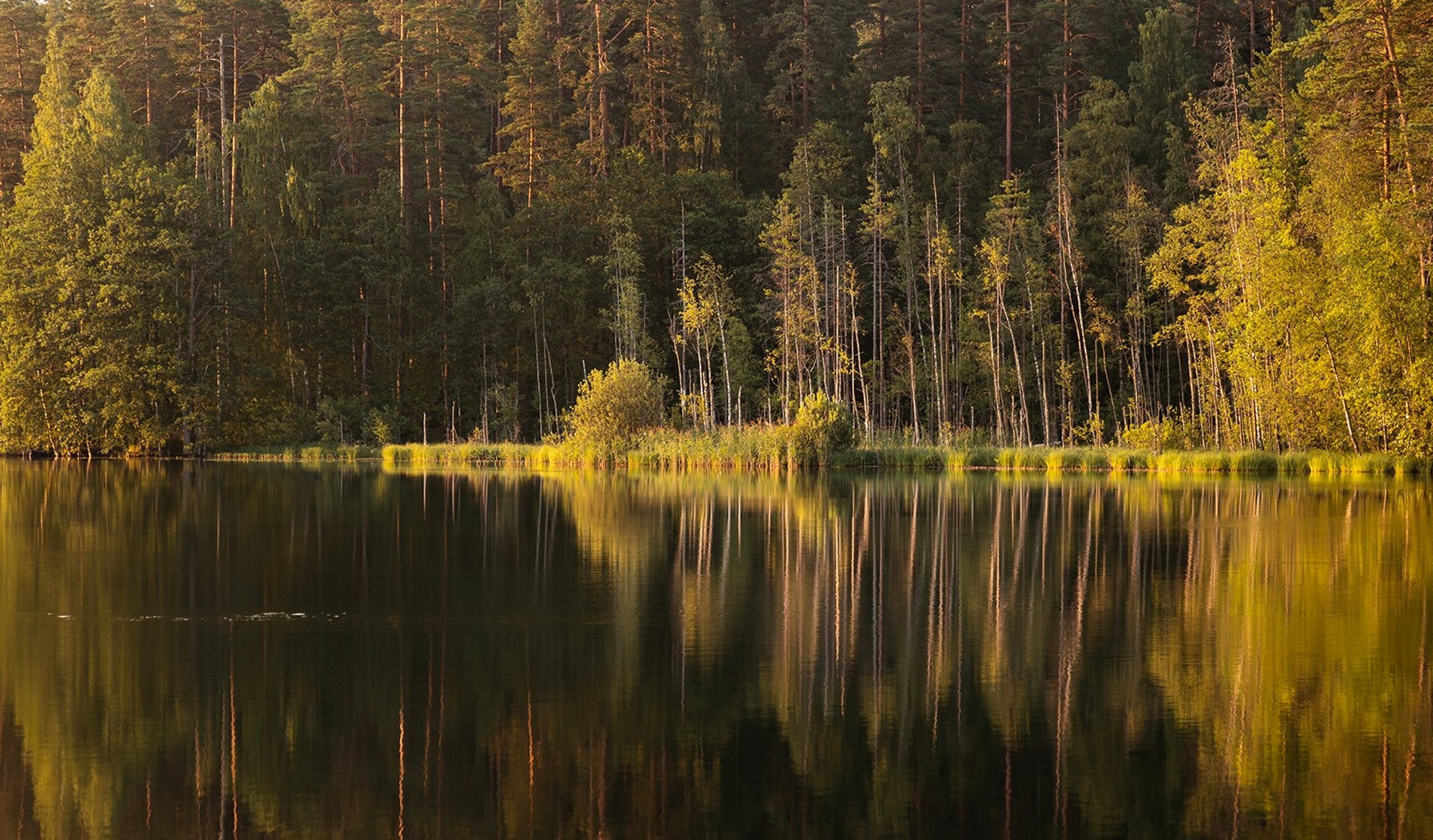 Карельский Перешеек. Фотограф Владимир Медведев