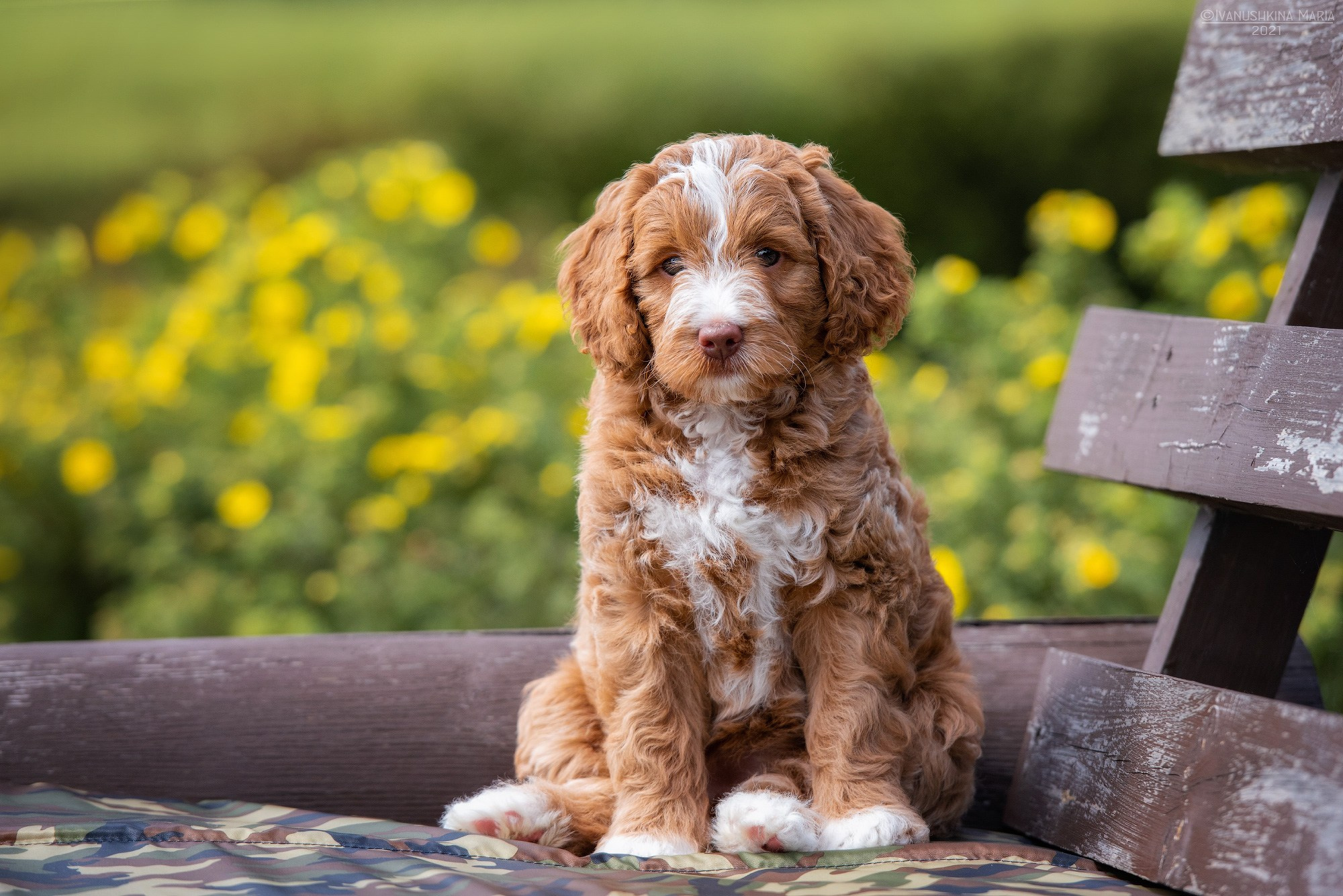 Фотосессия щенков на продажу. Фотограф собак в Москве и Московской области Иванушкина Мария