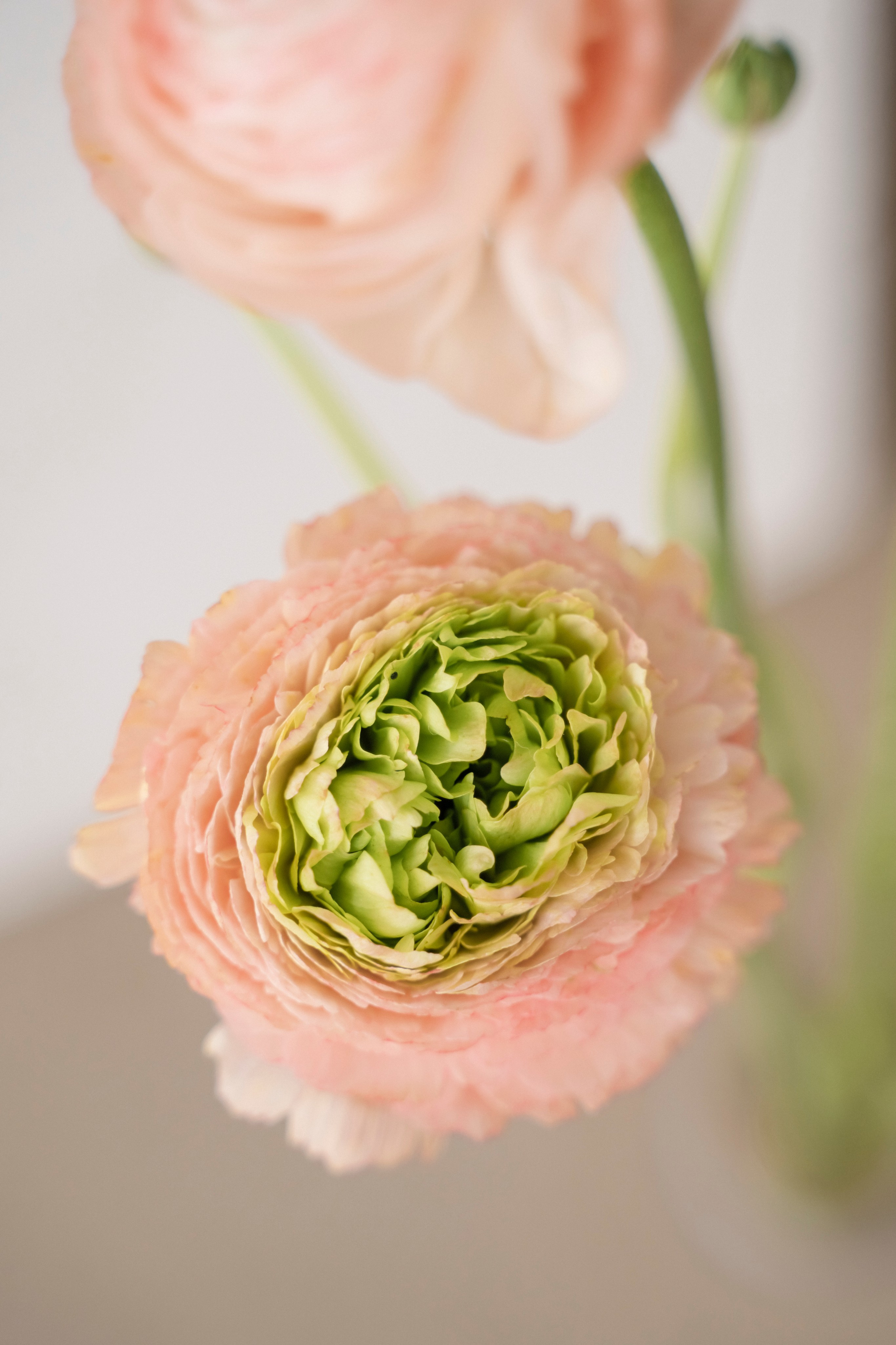 BFF. Семейный и детский фотограф в Москве