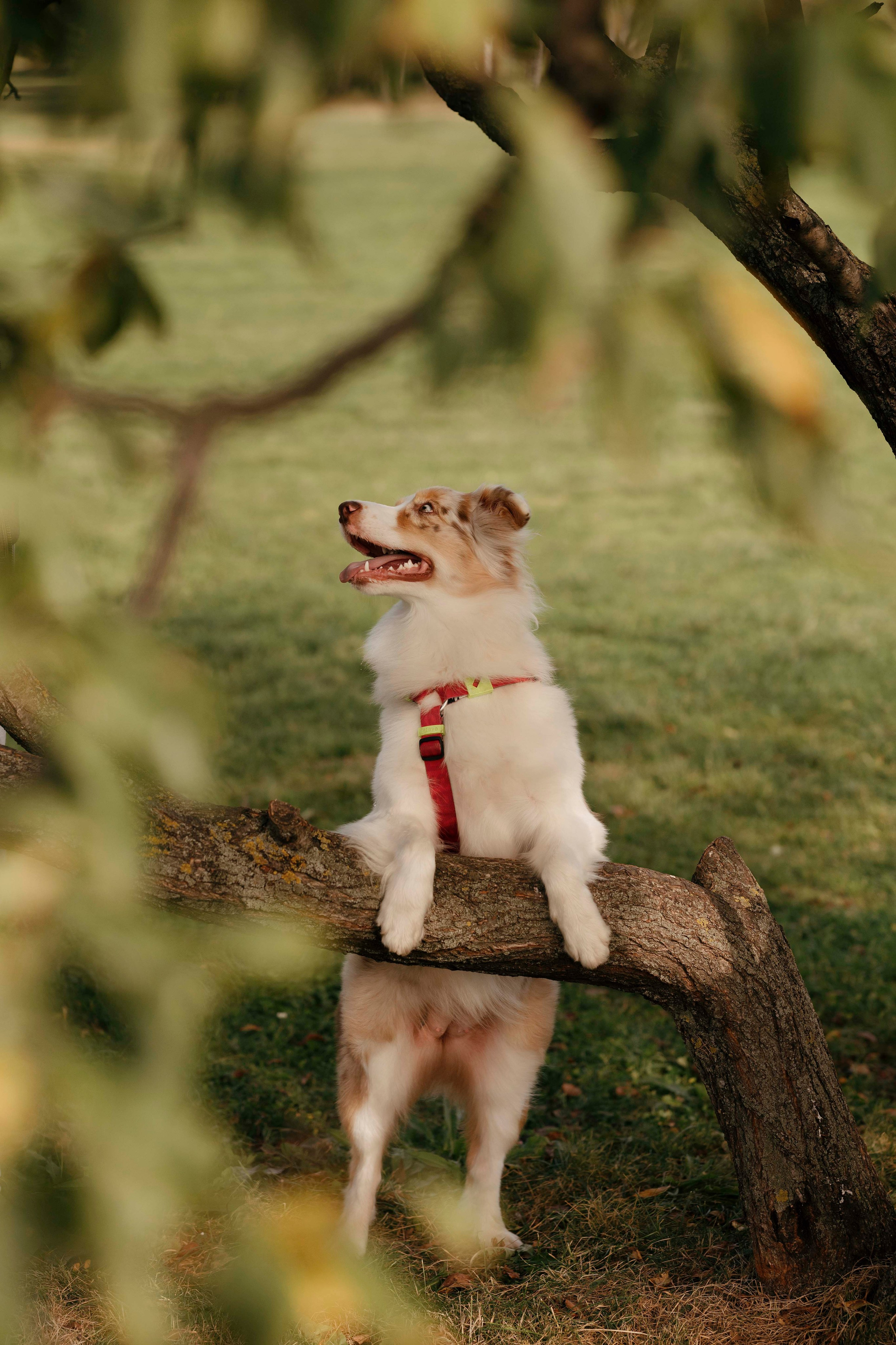 Дженни. Фотограф- анималист Александра Матвеева