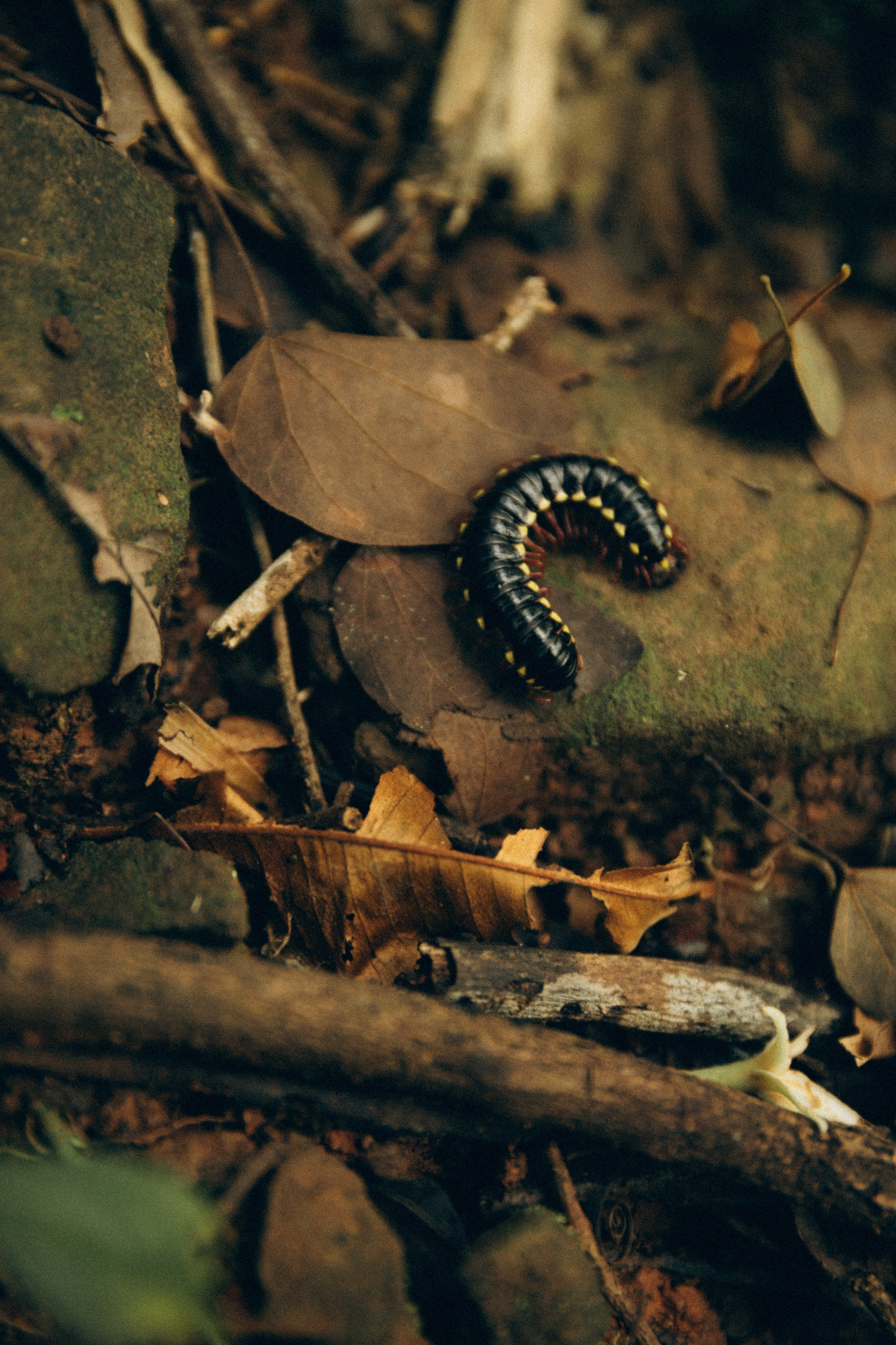 Vicky. Портретный фотограф / Панама / Анастасия Елизарова