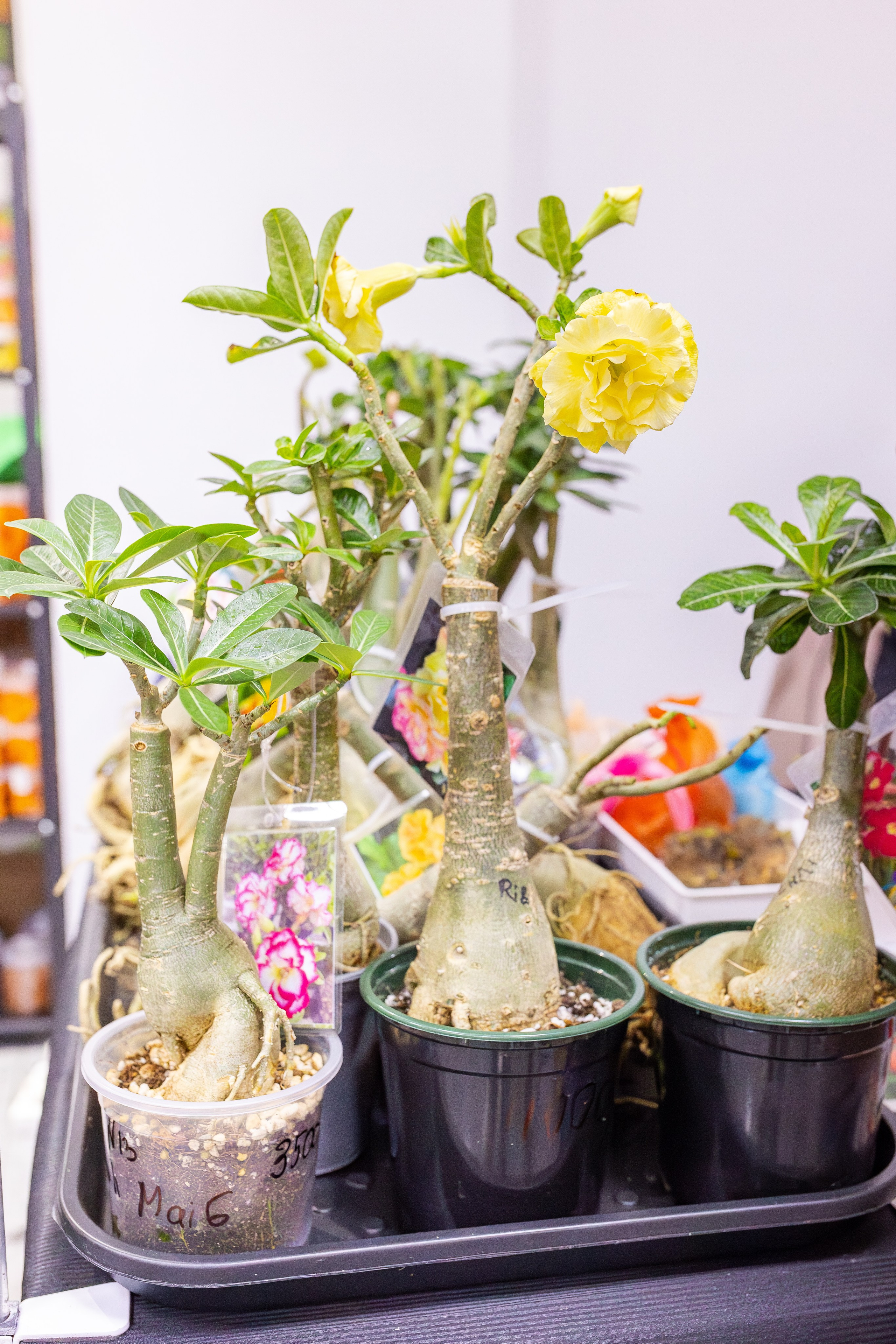 Монстериум апрель 2026. Александра Куликова фотограф, Москва