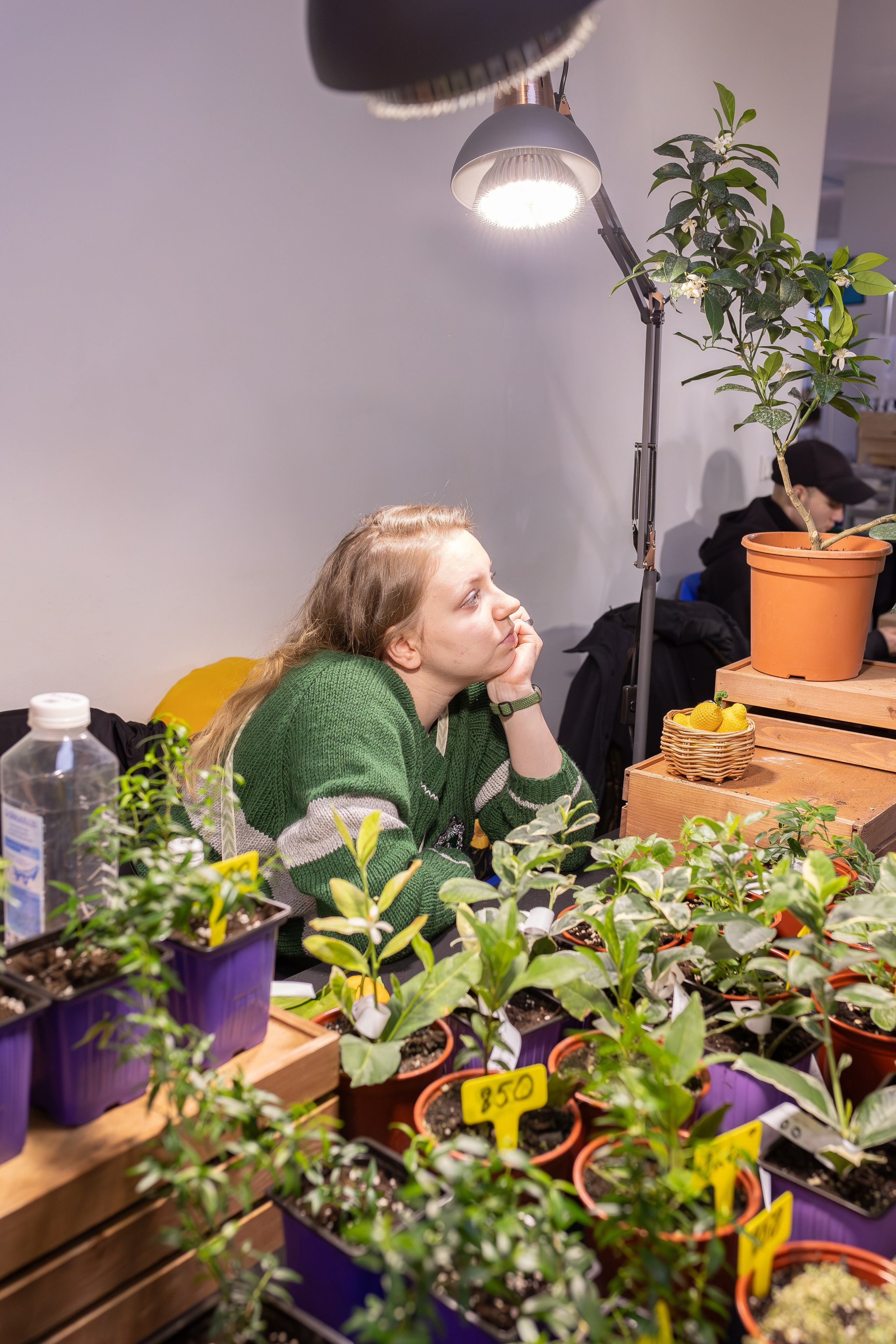 Орхидиум 12.2025. Александра Куликова фотограф, Москва