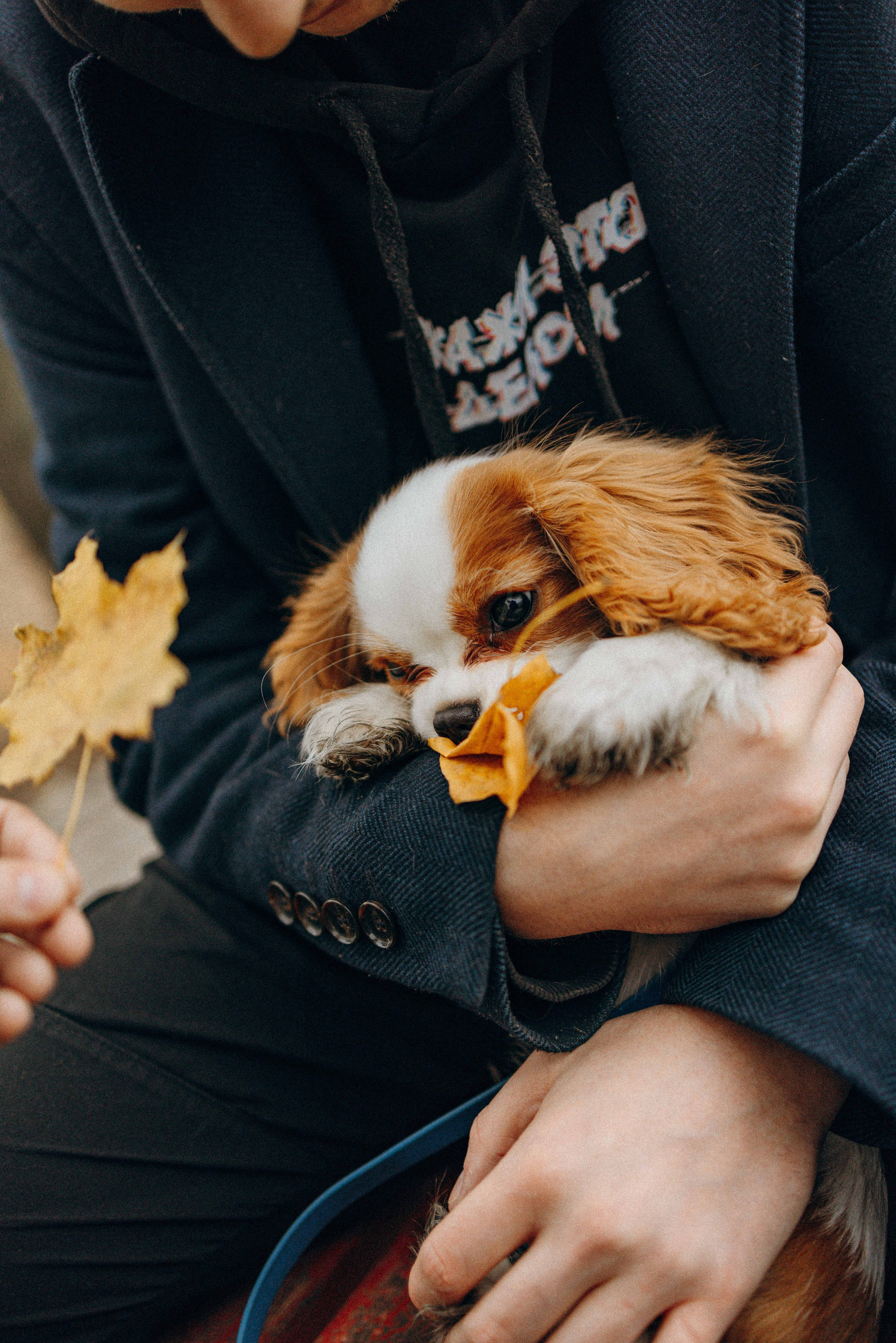 Юля и Кипр. Фотограф-анималист в Москве Лера Черноног