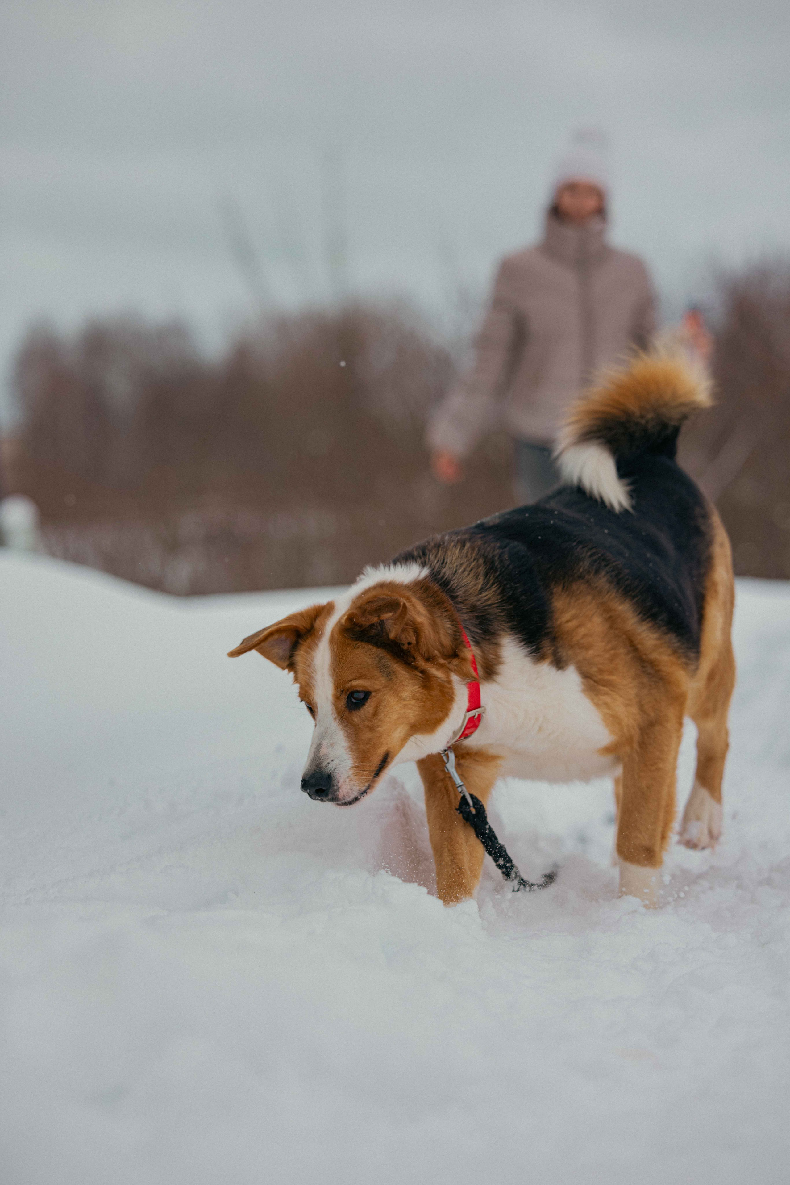 Петя. Фотограф-анималист в Москве Лера Черноног