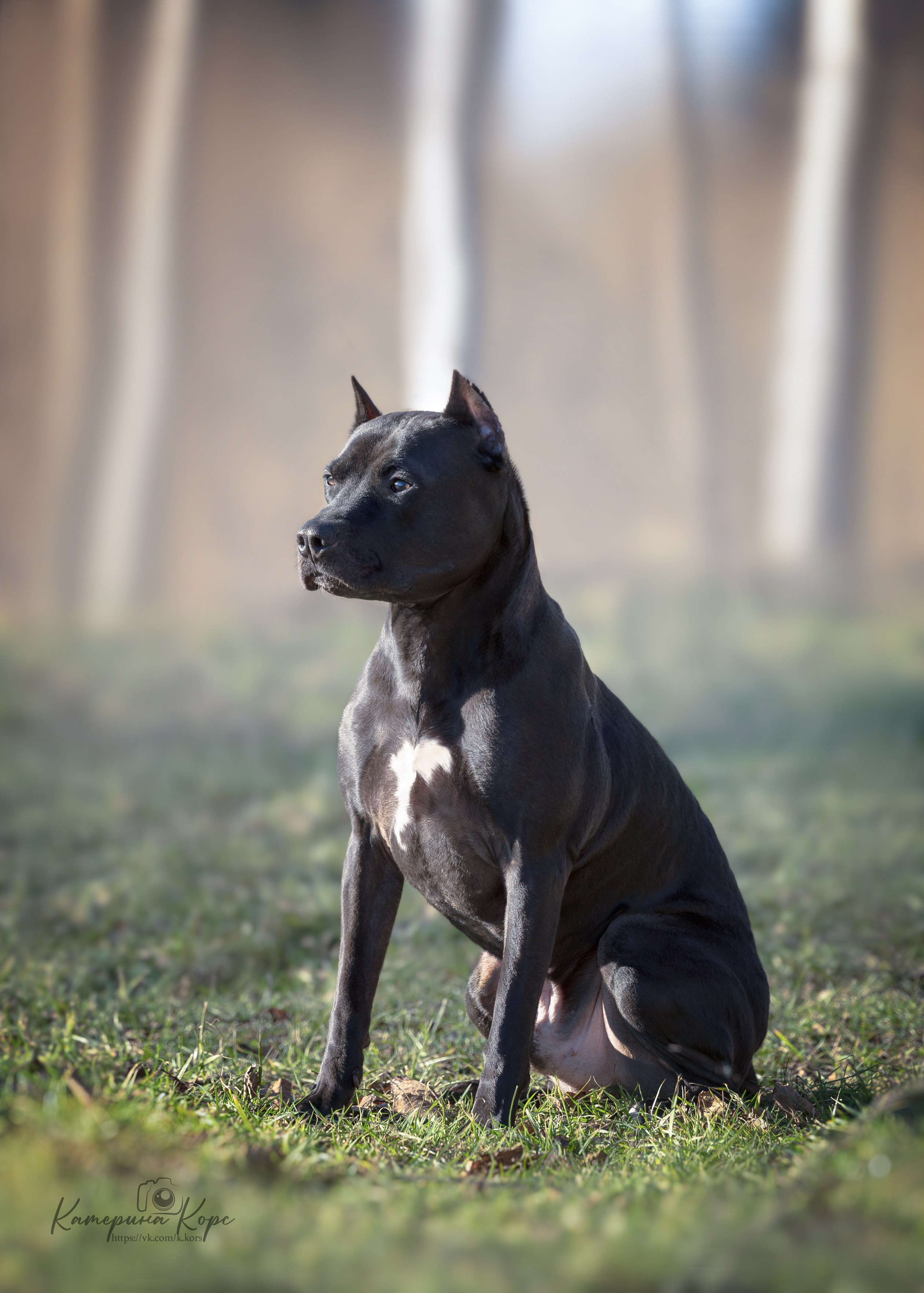 АПБТ DRAGON'S JOKER. Главная