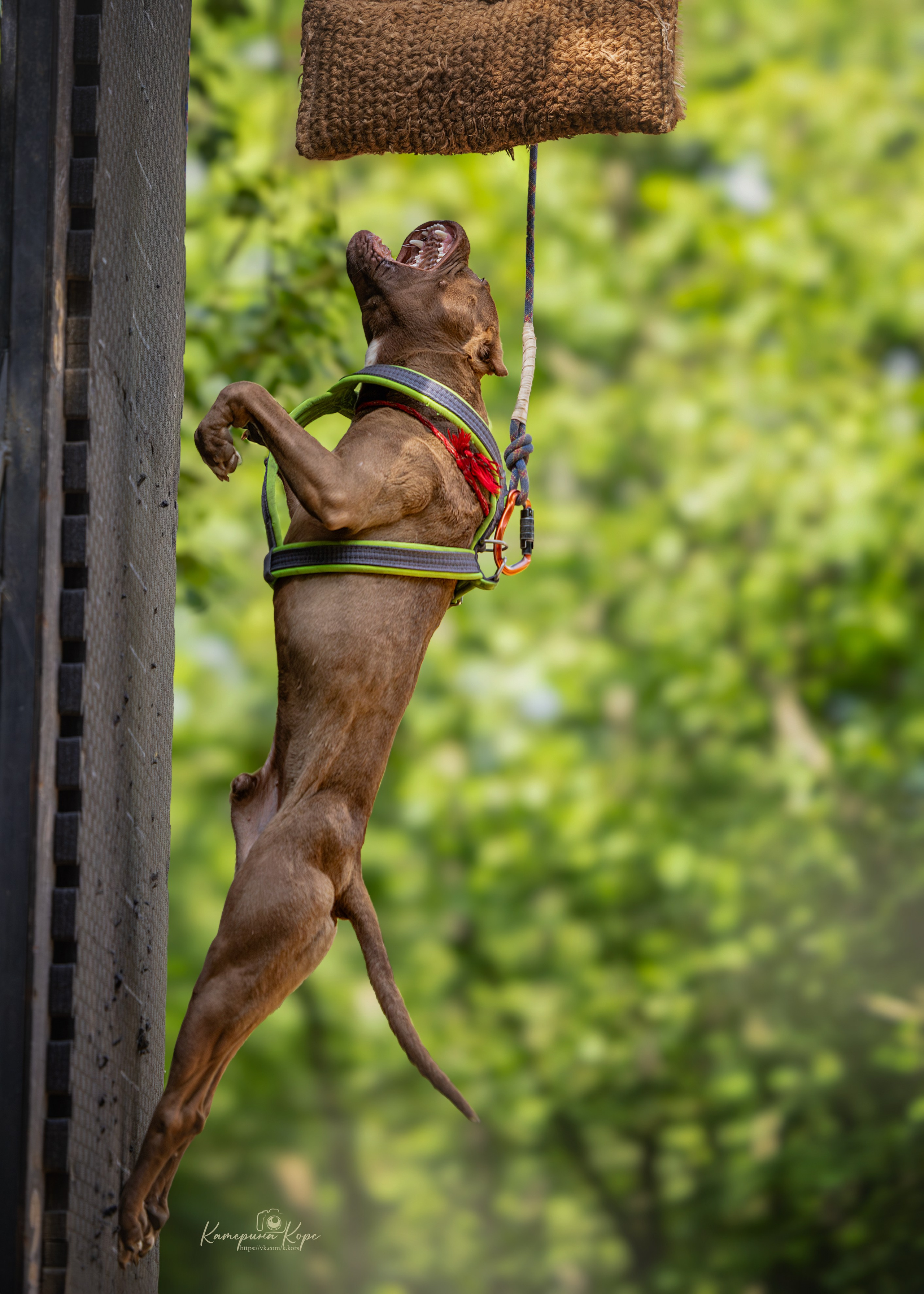 Соревнования BULL GAMES АПБТ Леха. Фотограф-анималист Катерина Корс