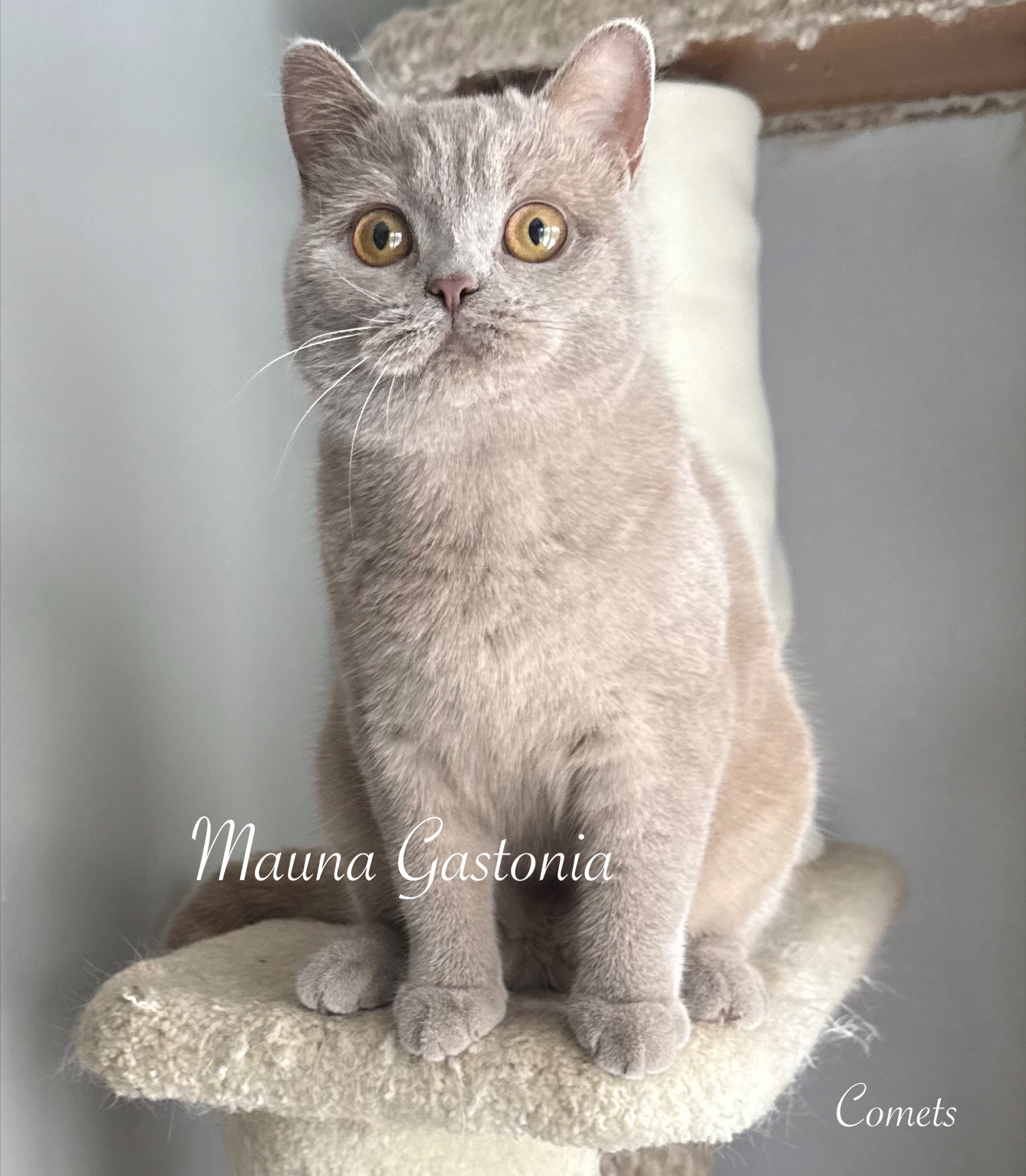 Comets. Mauna Gastonia