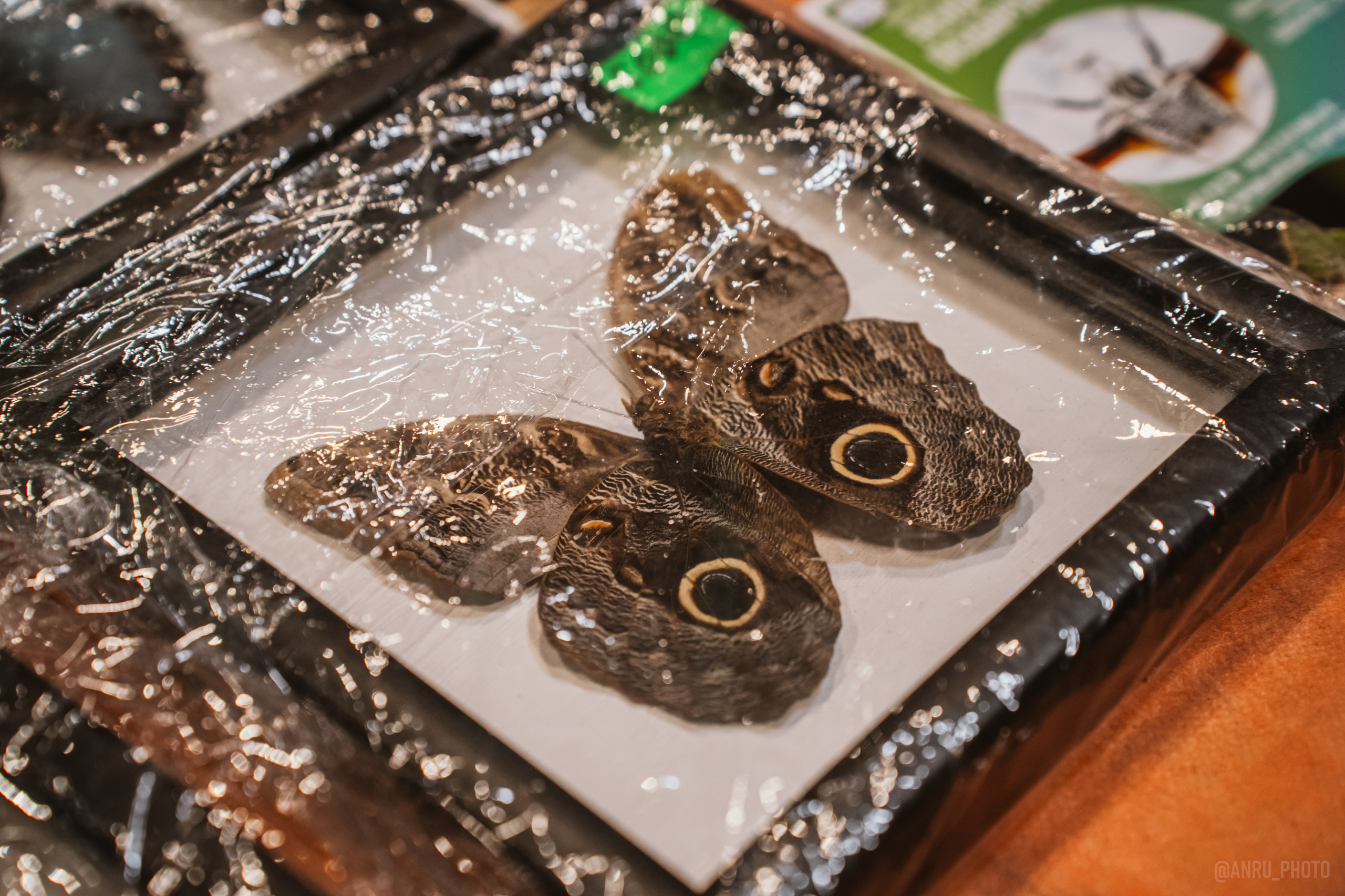 Рептилиум (ручная работа). Репортажный фотограф Анастасия Рубцова