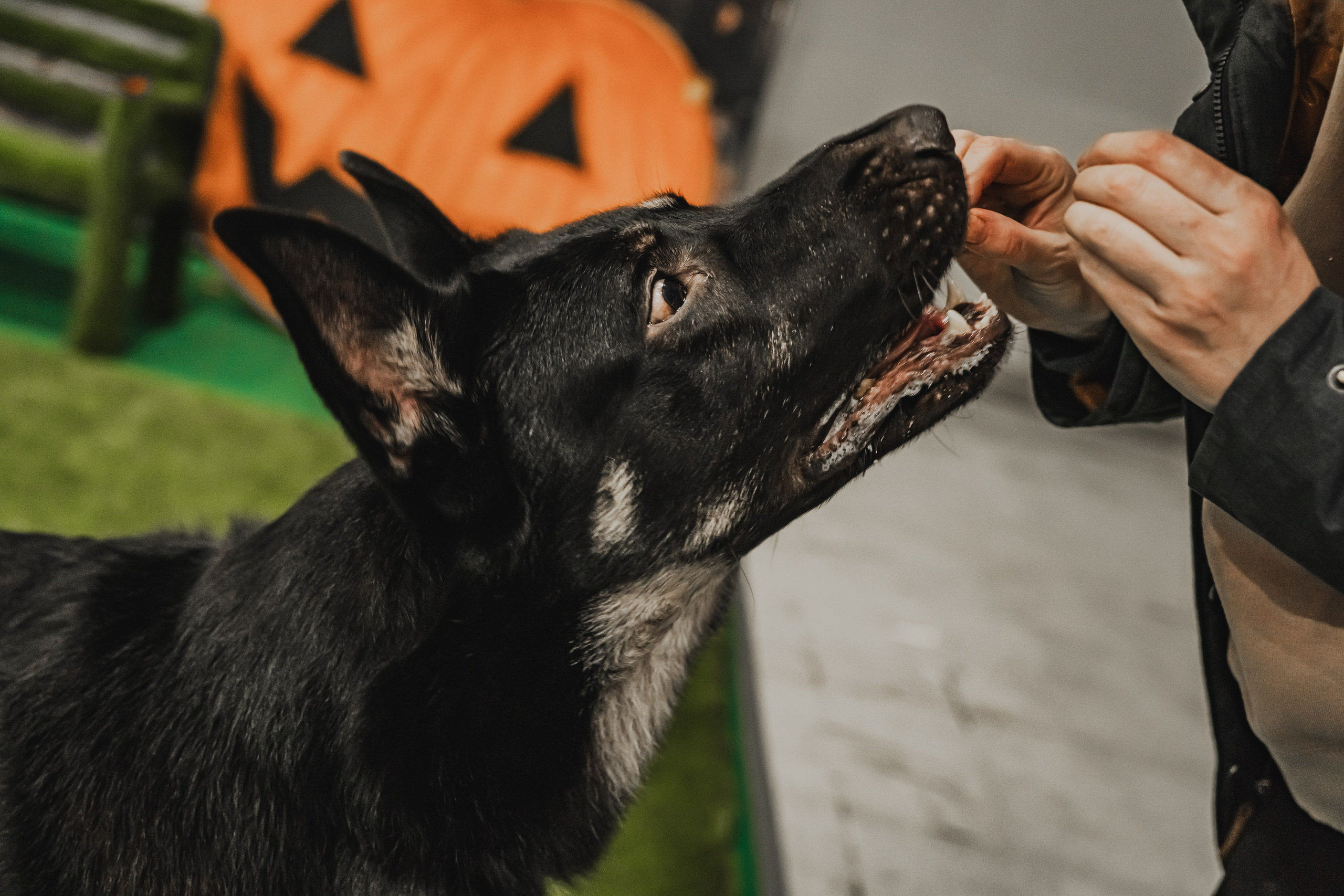 Международная выставка собак всех пород. Репортажный фотограф Анастасия Рубцова