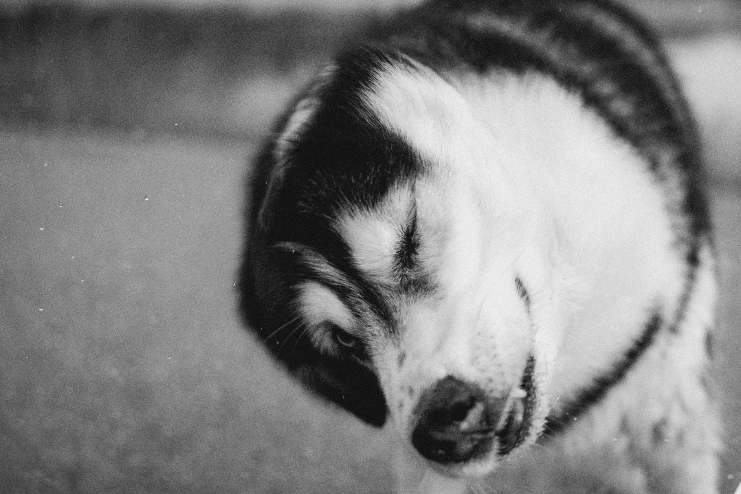 Мария и Вегас. Фотограф анималист в Москве и Санкт-Петербурге Свиридова Анна