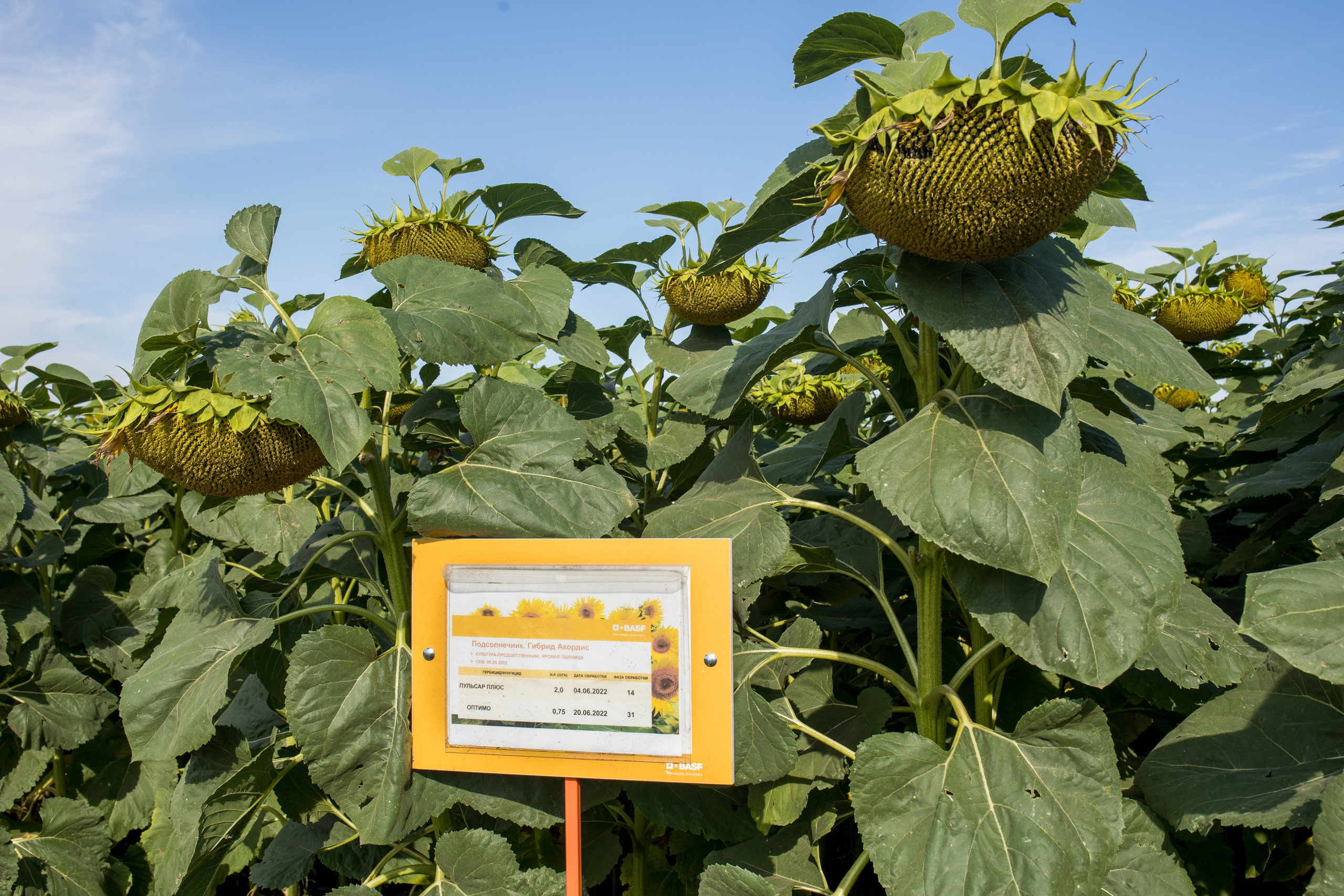 Решения для сельского хозяйства BASF 16.08.2022. Владислав Волков | Фотография и видеосъемка в Воронеже