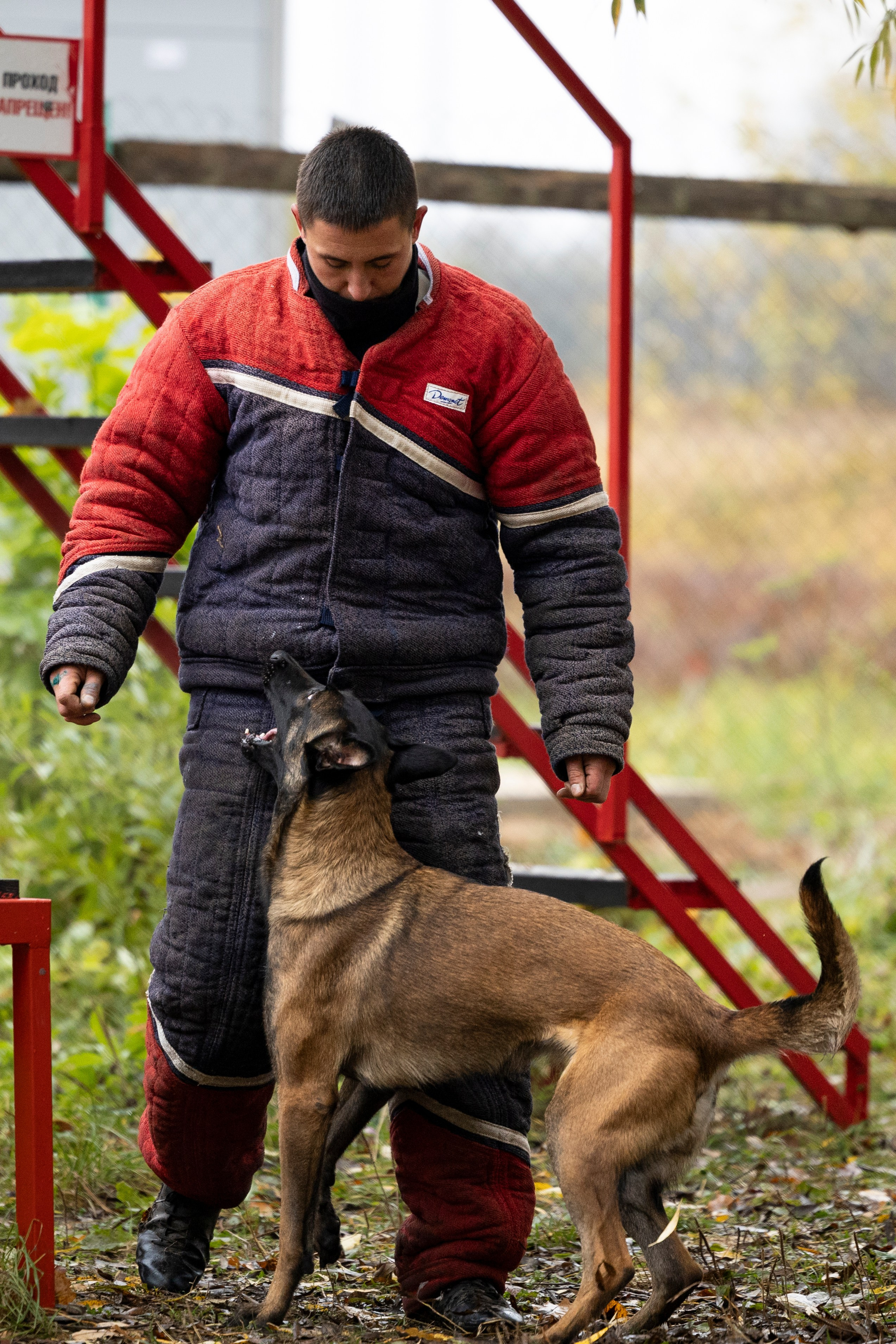 Соревнования по Мондьорингу г. Вологда. Фотограф-анималист Анна Маринич