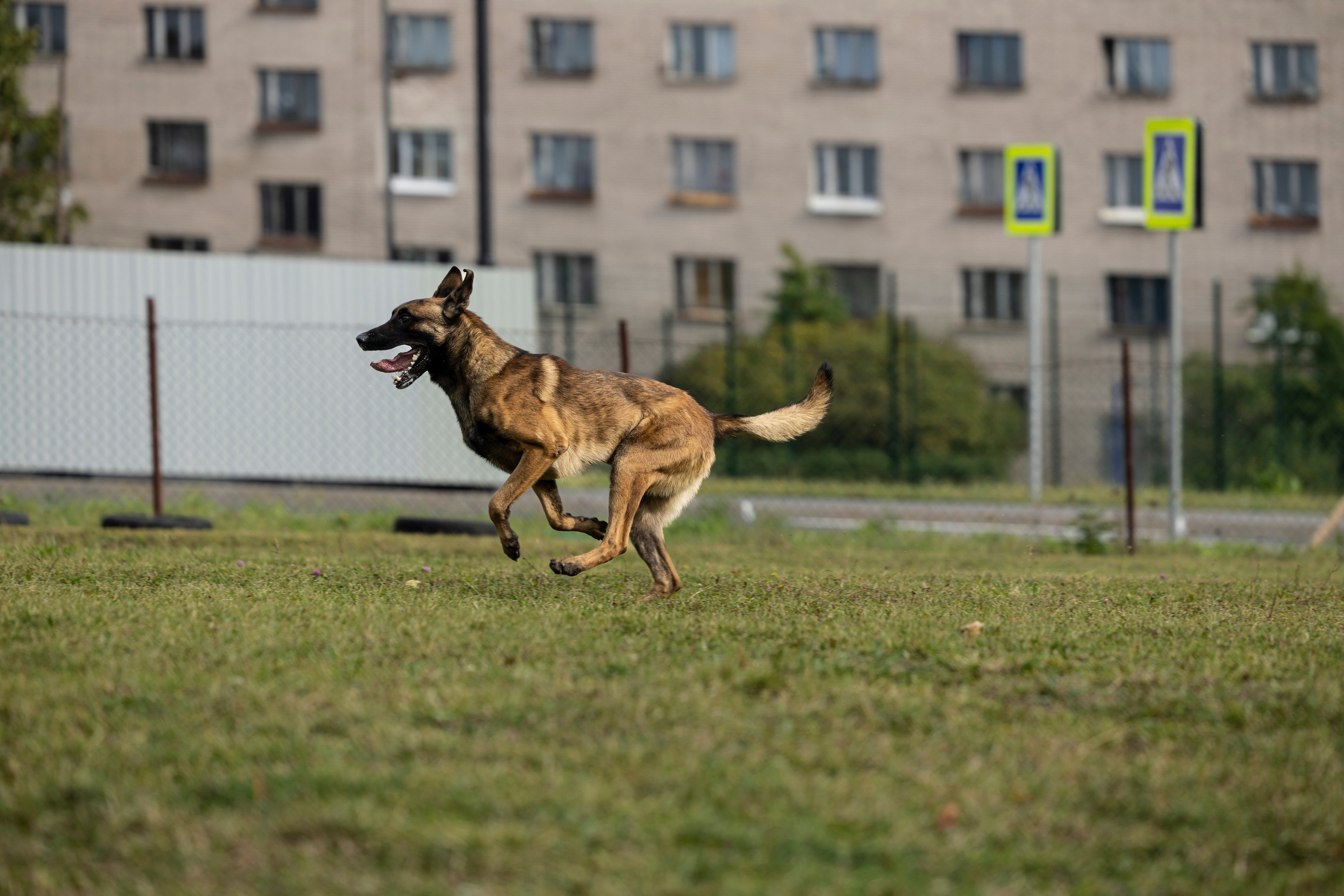 Испытания по Мондьорингу г. Пушкин. Фотограф-анималист Анна Маринич