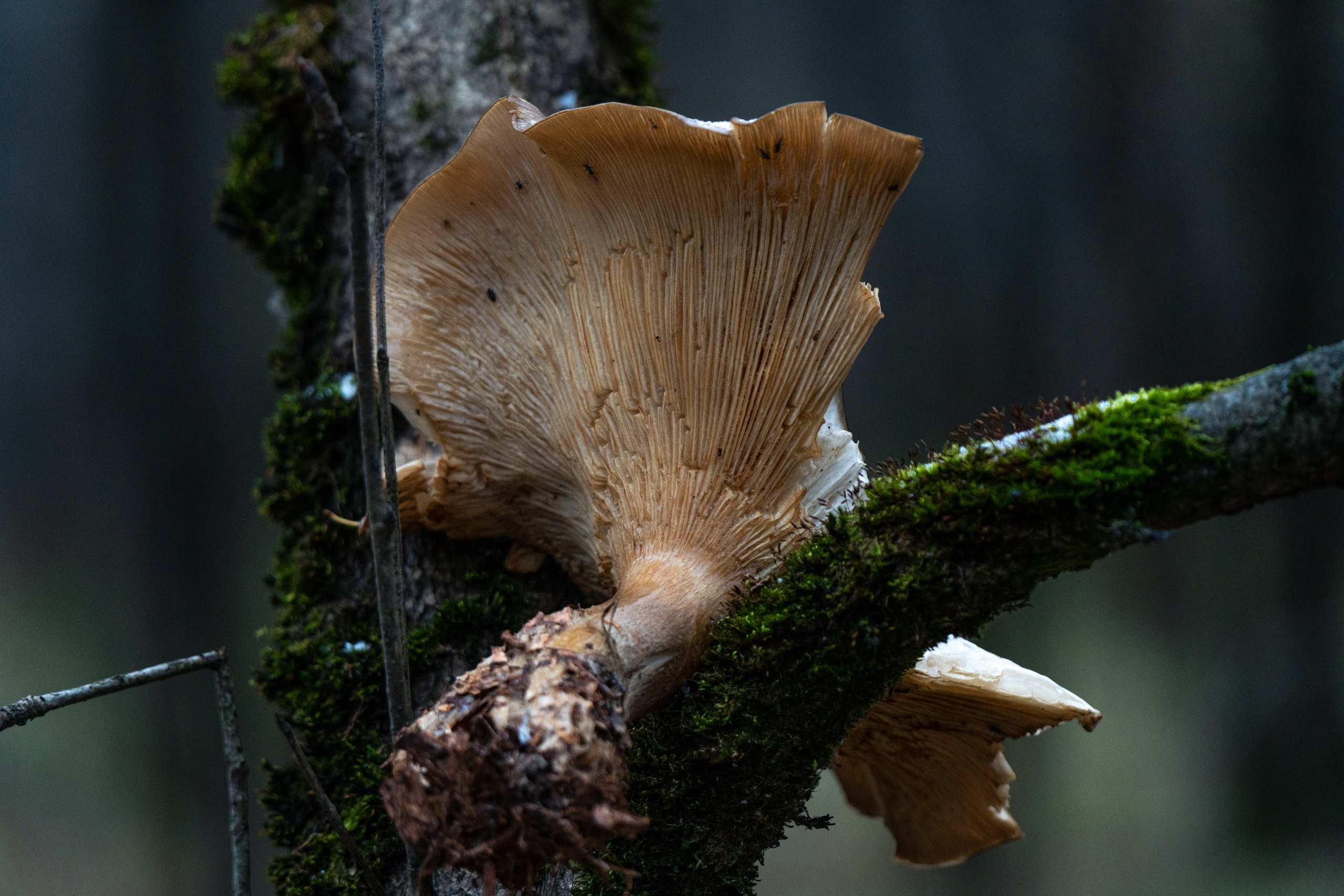 ПЕРЕДЕЛКИНО. ПОБУДЬ ЗДЕСЬ И ЦЕЛЕЕ БУДЕТ ЭТОТ МИР