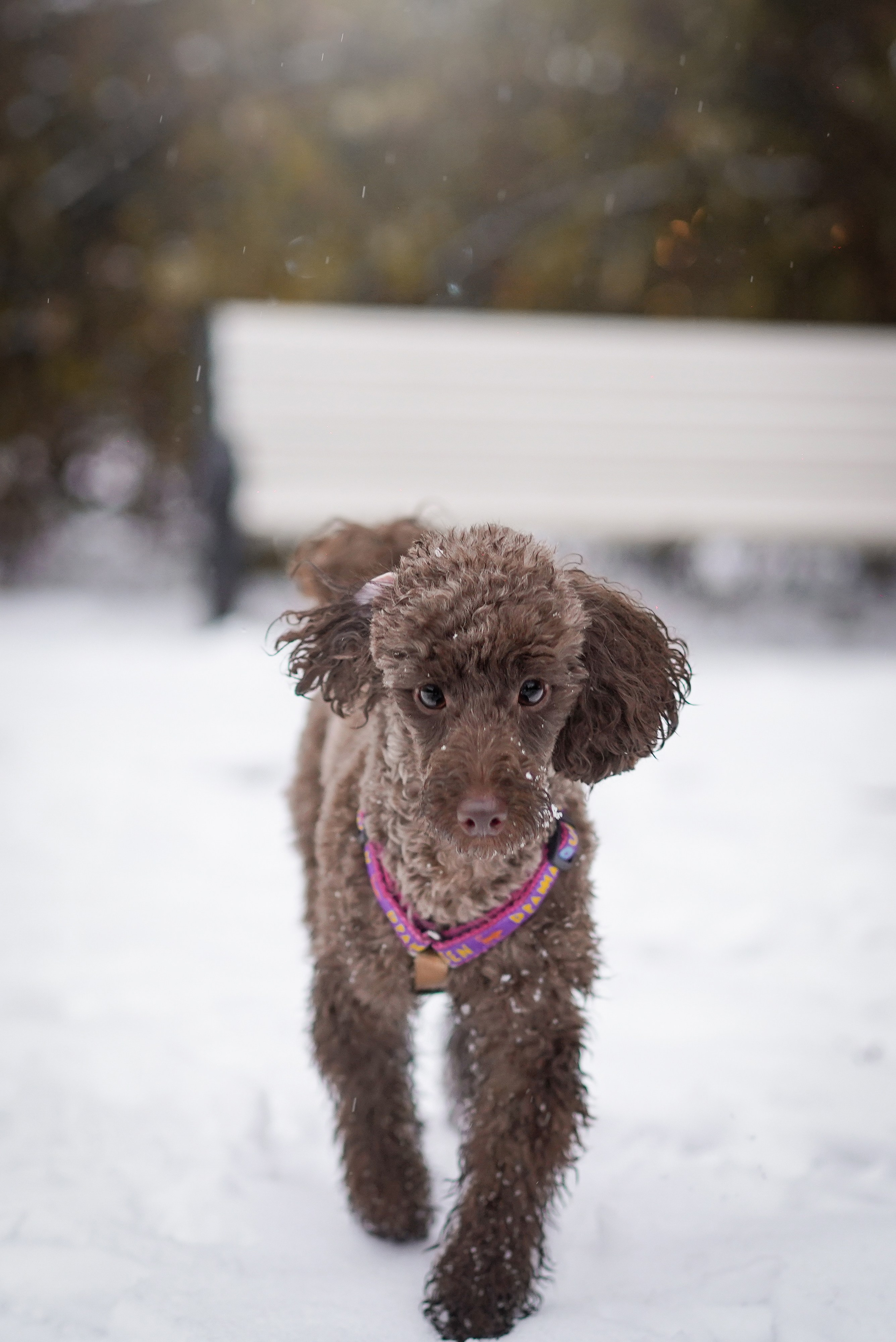 Марина Артем Мия и Хлоя. Фотограф-анималист в Санкт-Петербурге Яна Мартынова