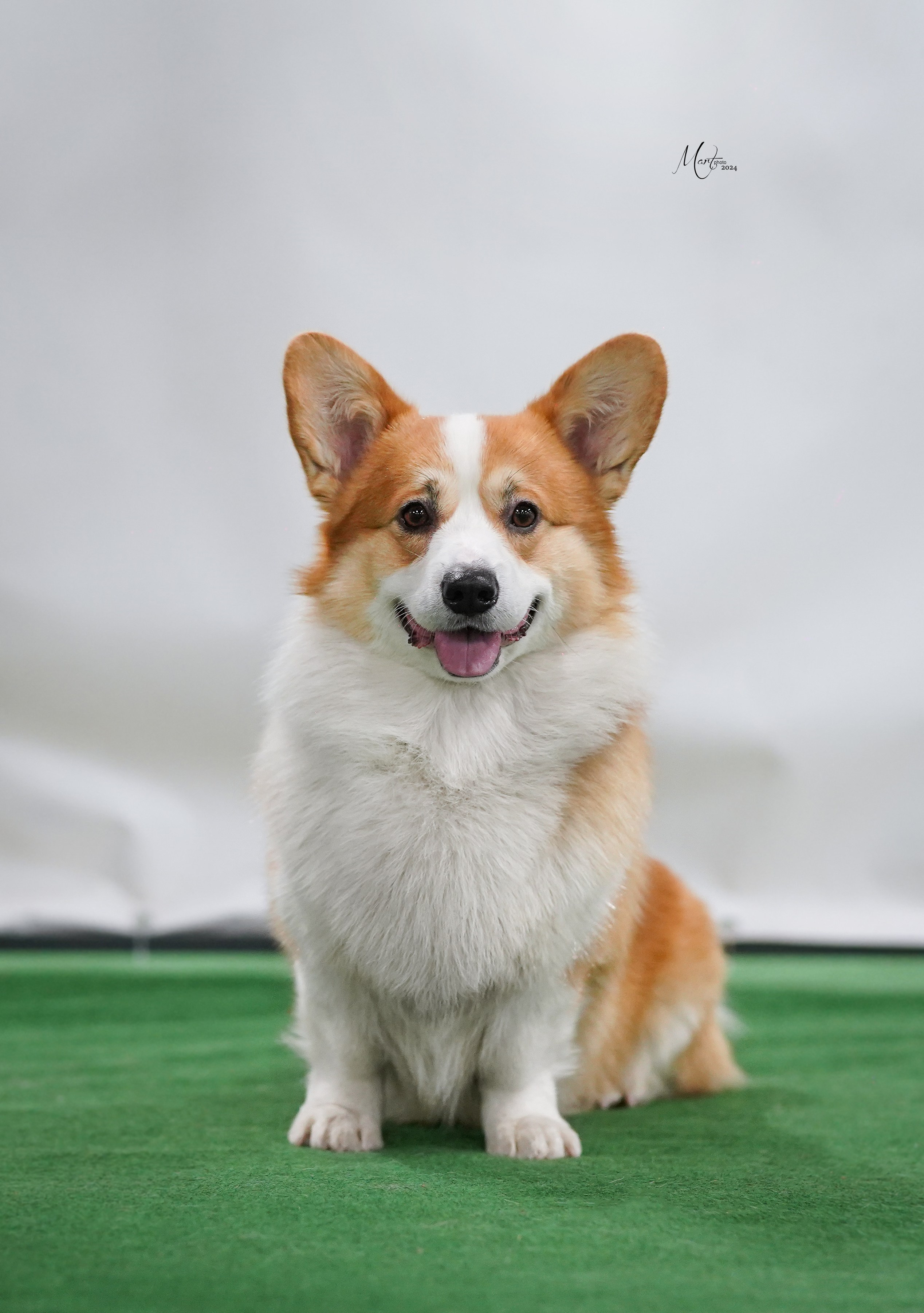 Выставки 2024. Фотограф-анималист в Санкт-Петербурге Яна Мартынова