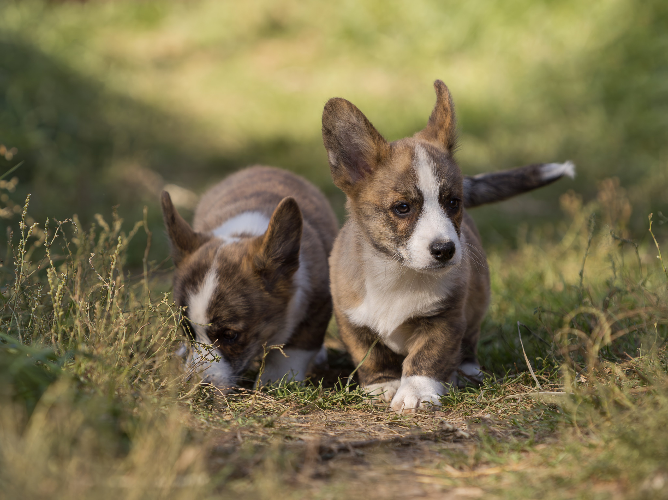 Корги (фотопрогулка). Фотограф-анималист в Москве, МО и Владимире