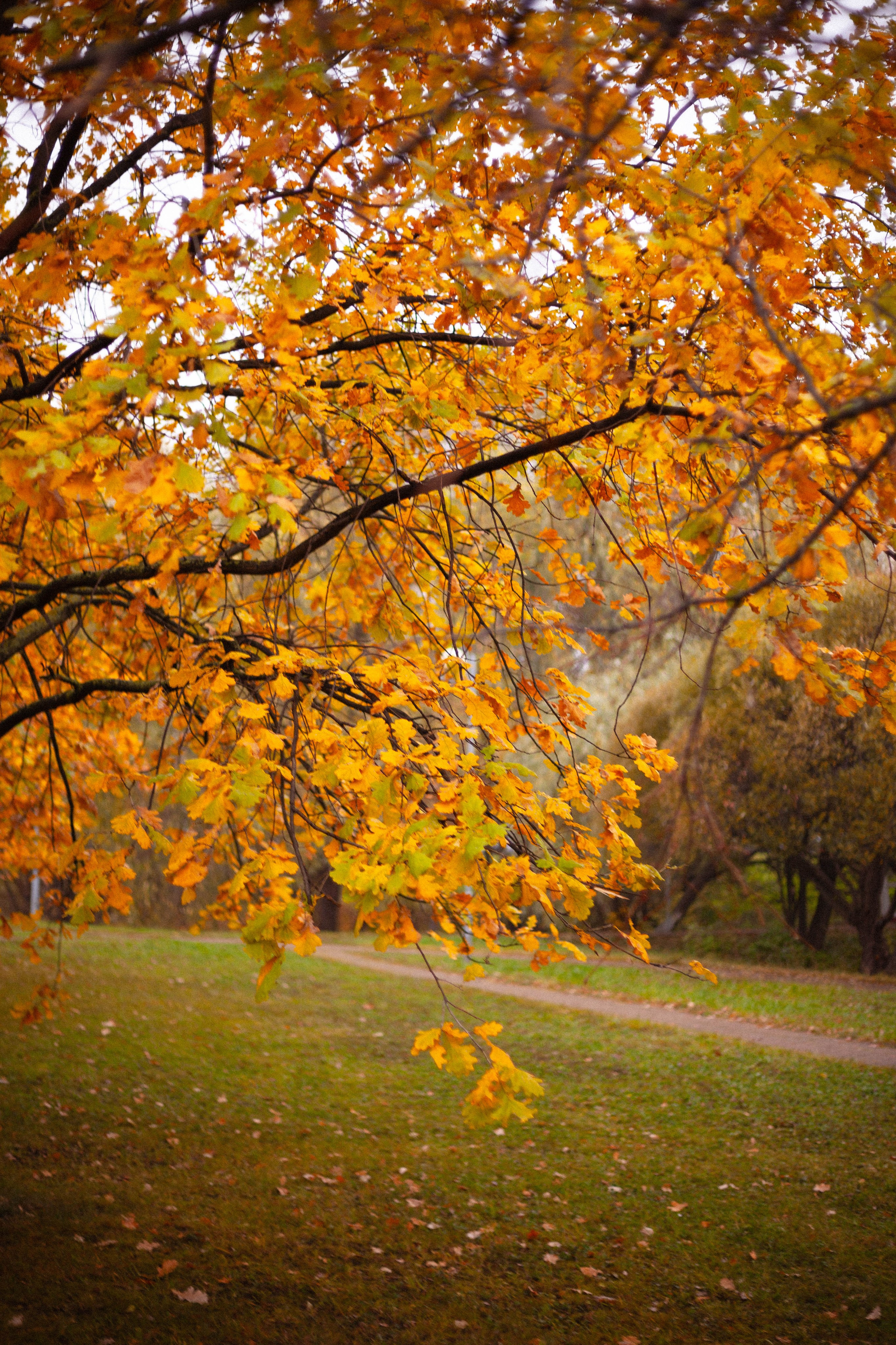 Осенняя серия. Фотограф в Москве. Екатерина Митина