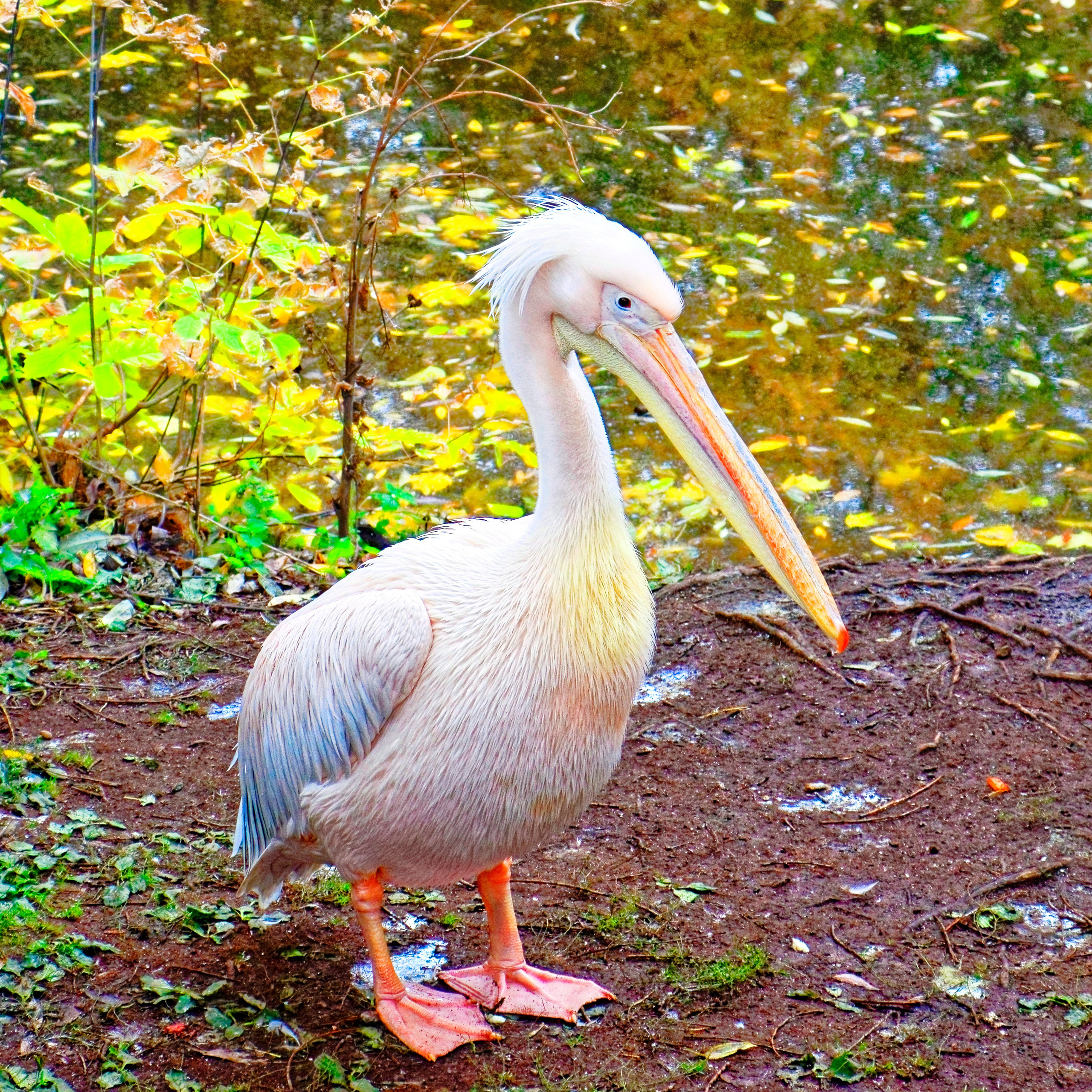 МОСКОВСКИЙ ЗООПАРК. Фотограф Владимир Роля