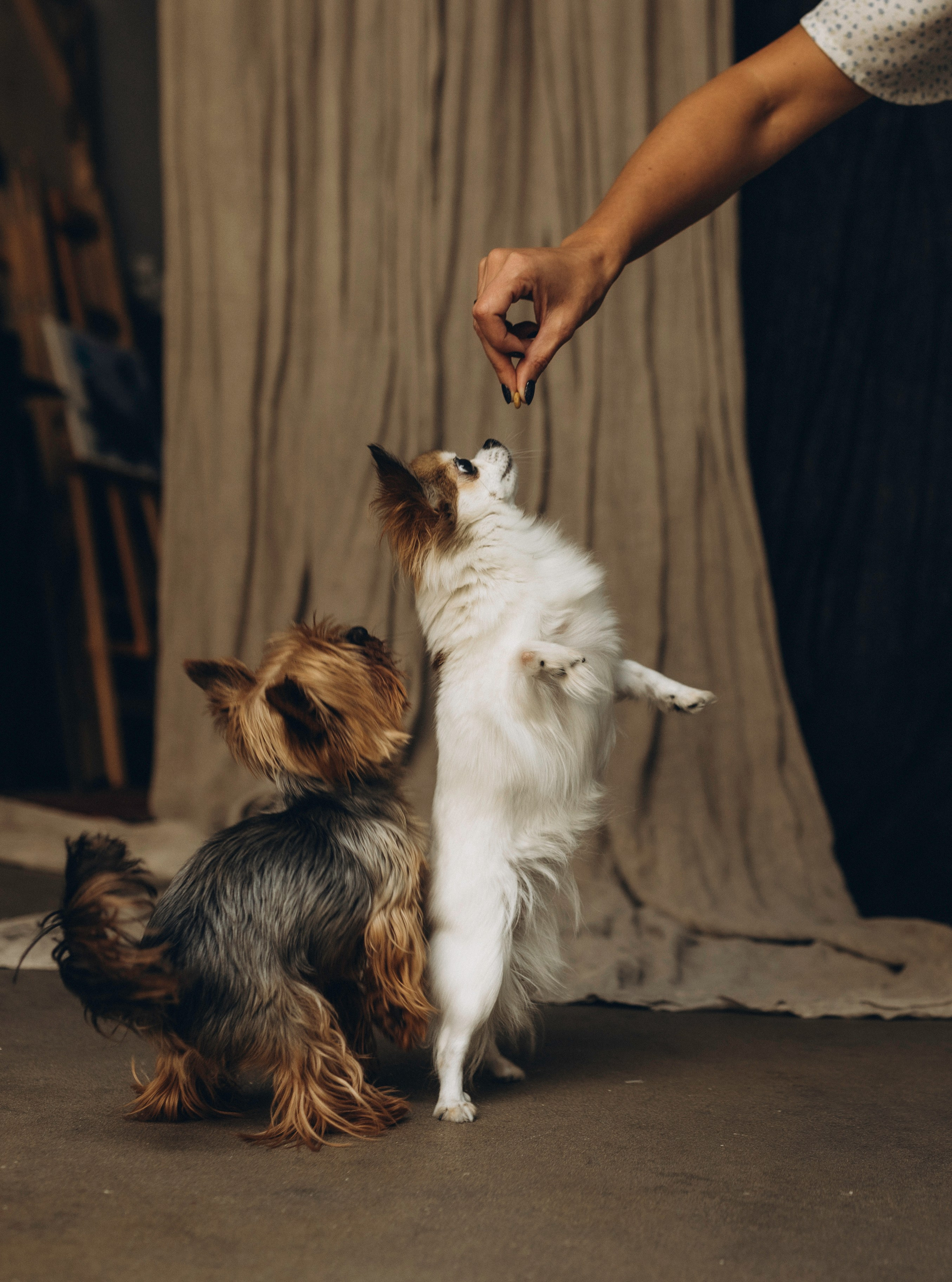 Габриела и ее хвостики. Татьяна Афонина | Фотограф