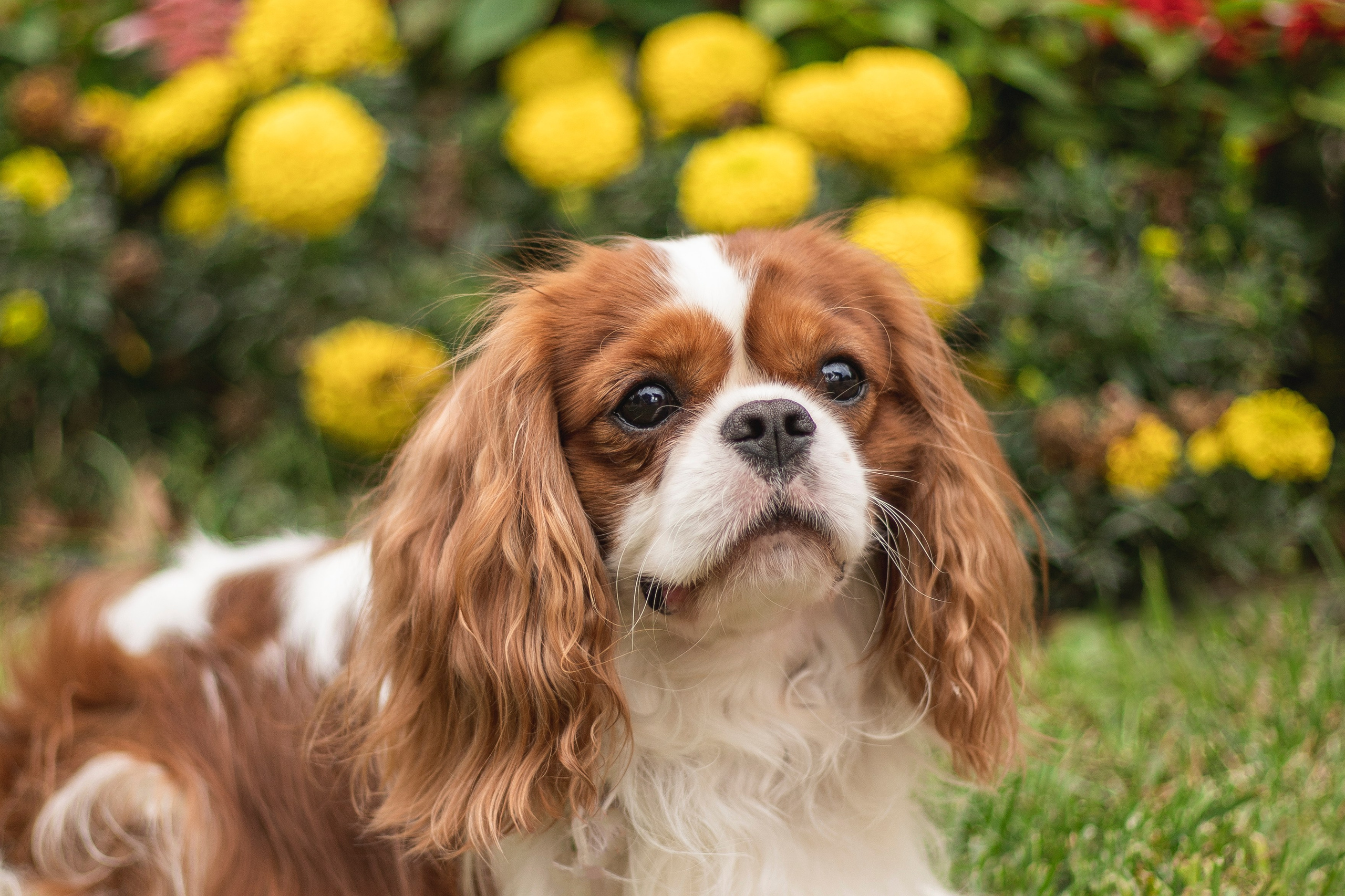 Услуги и цены. Фотограф-анималист Анна Леонтьева — Тула, Москва