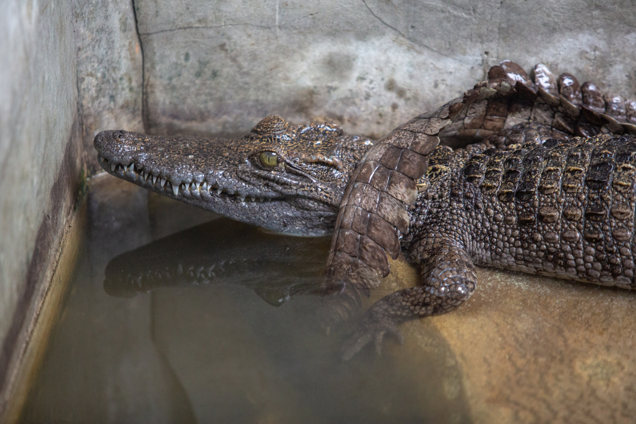 Samut Prakan Crocodile Farm & Zoo. Photographer Sonkina Tatiana (Tanya Ash)