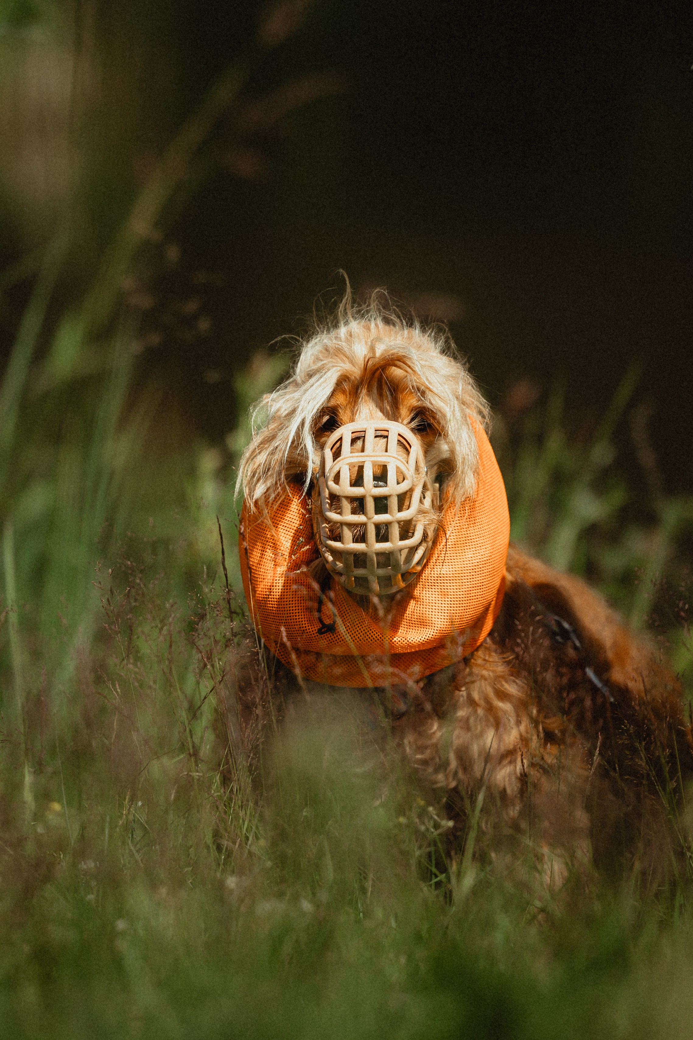 Выездной дог-тренинг от школы «Шерсть имею»