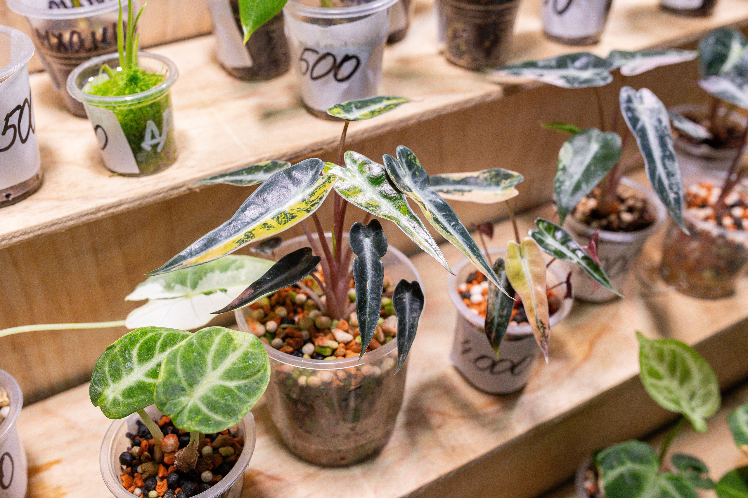 Growbox декабрь 2025. Александра Куликова фотограф, Москва