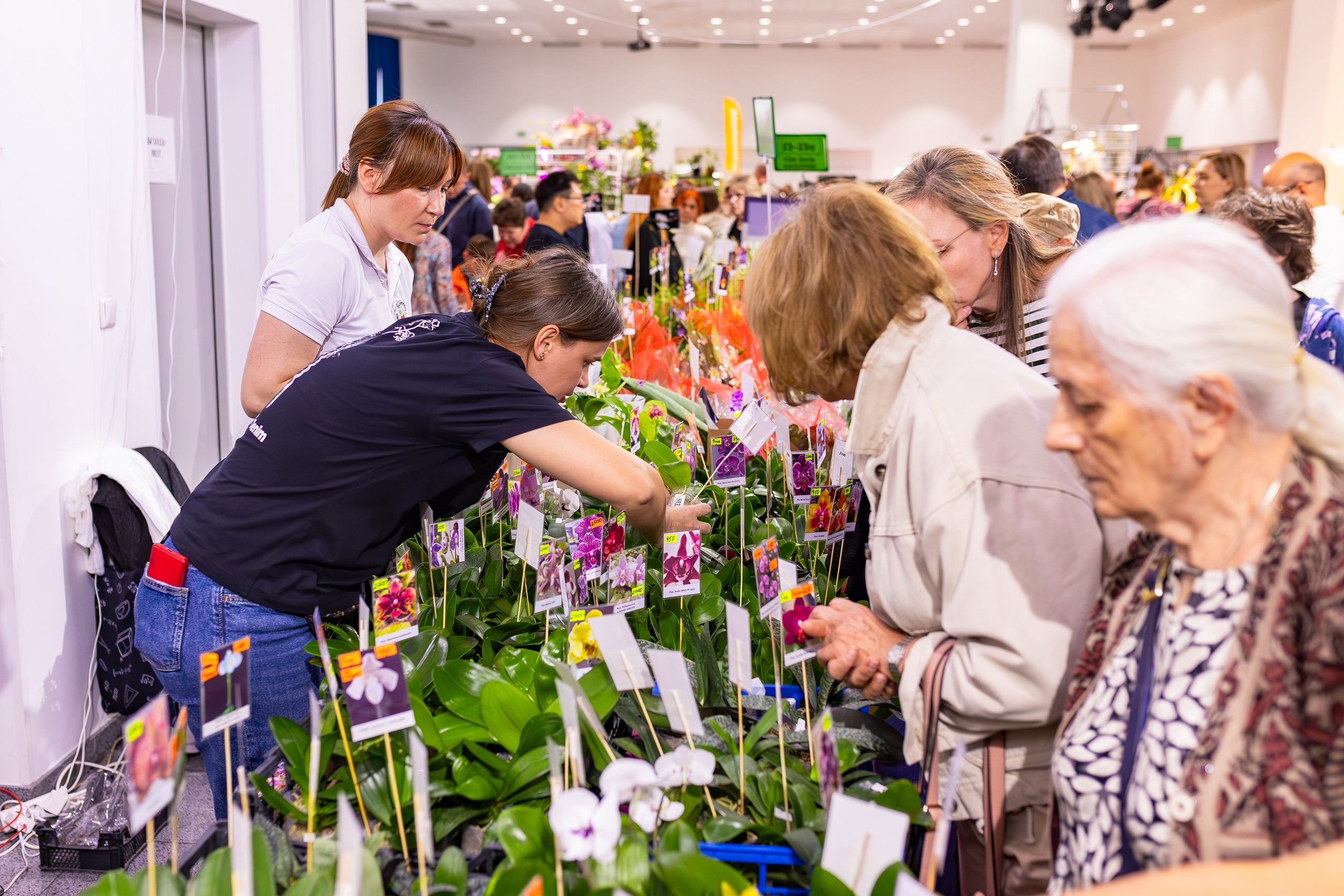 Орхидиум сентябрь 2025. Александра Куликова фотограф, Москва
