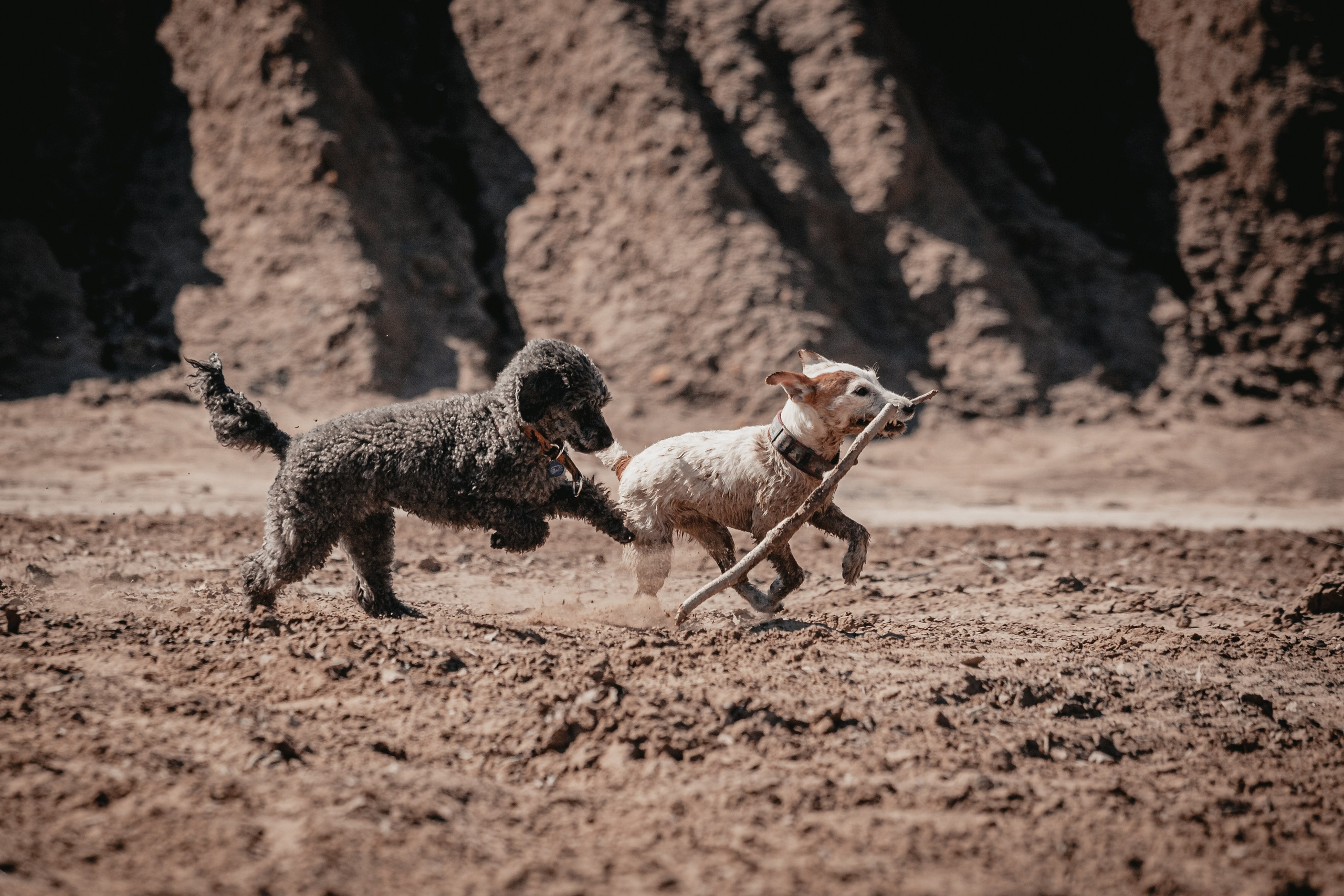 Кондуки. Фотограф-анималист Татьяна Степанова