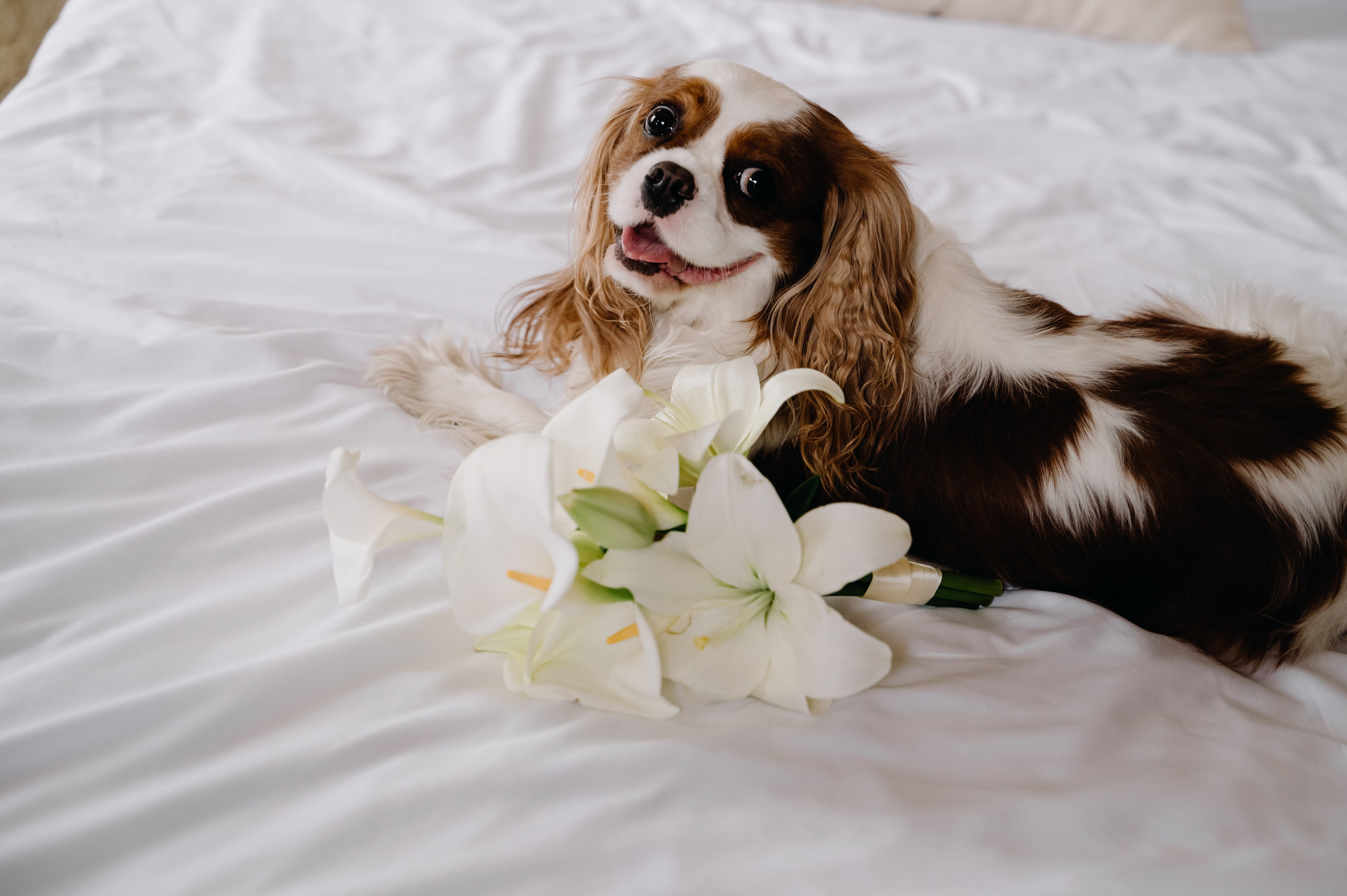 Прогулка в Шато Андре. Свадебный фотограф в Краснодаре и Сочи Комолова Екатерина