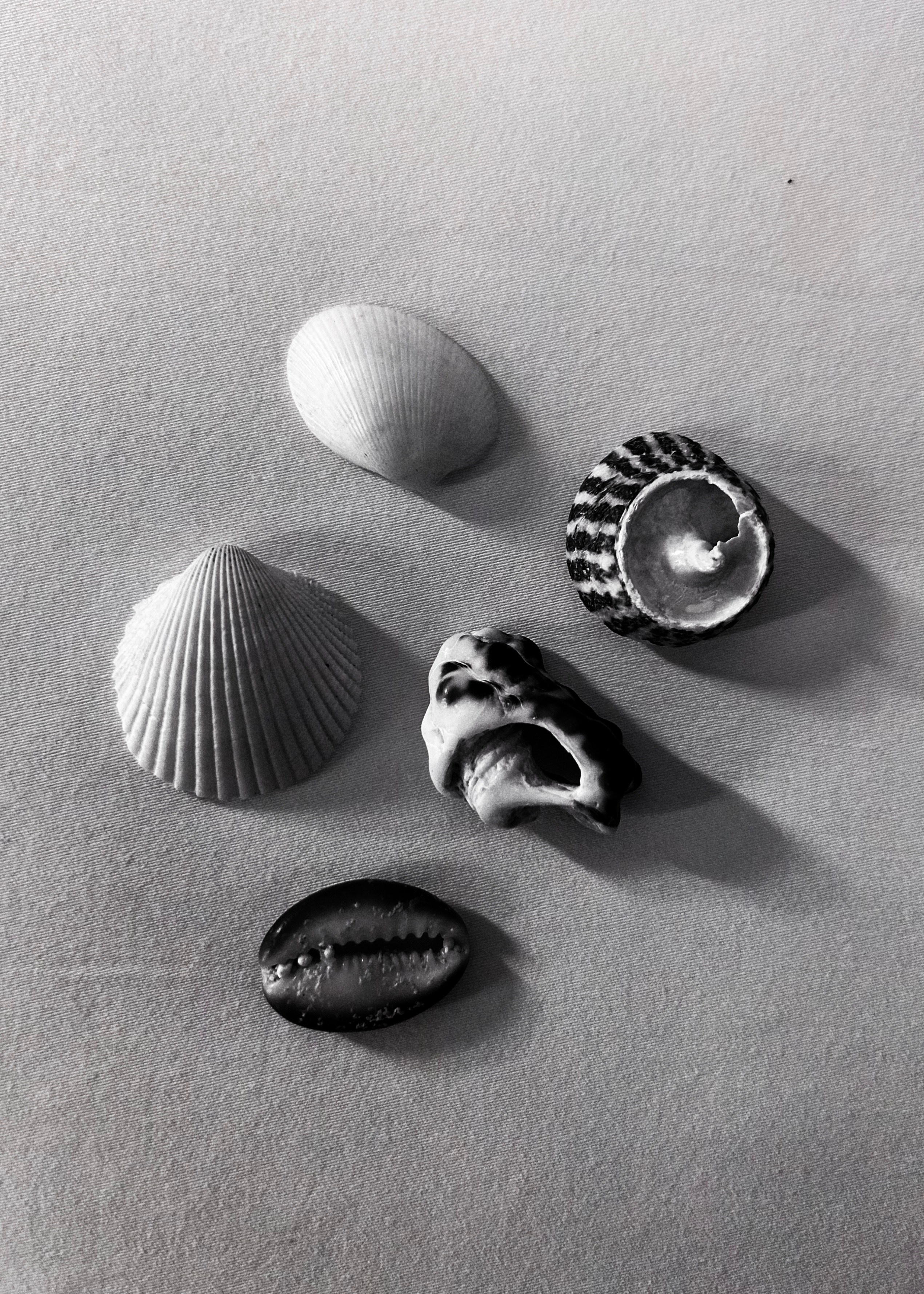 PORTFOLIO. Oolessen