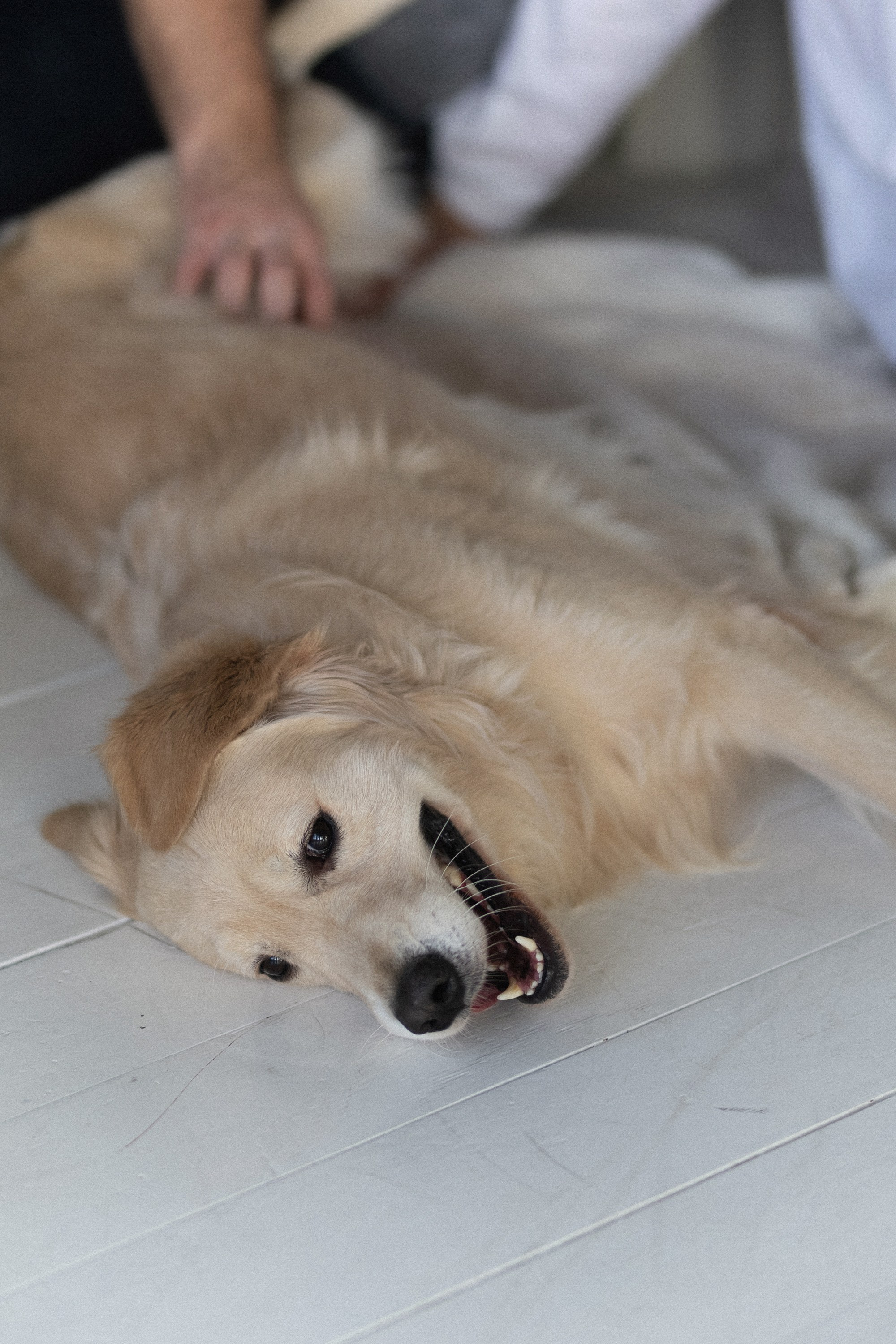 КАТЯ, ПАША, ТАСЯ И КАСПЕР ` 25. Maria Startseva Photo